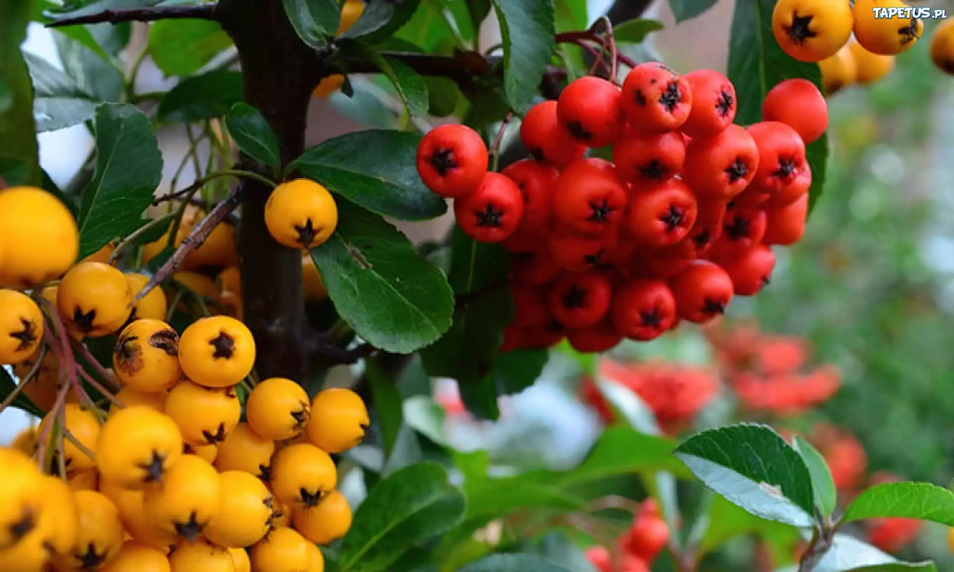 Żółta, Czerwona, Pyracantha, Ognik
