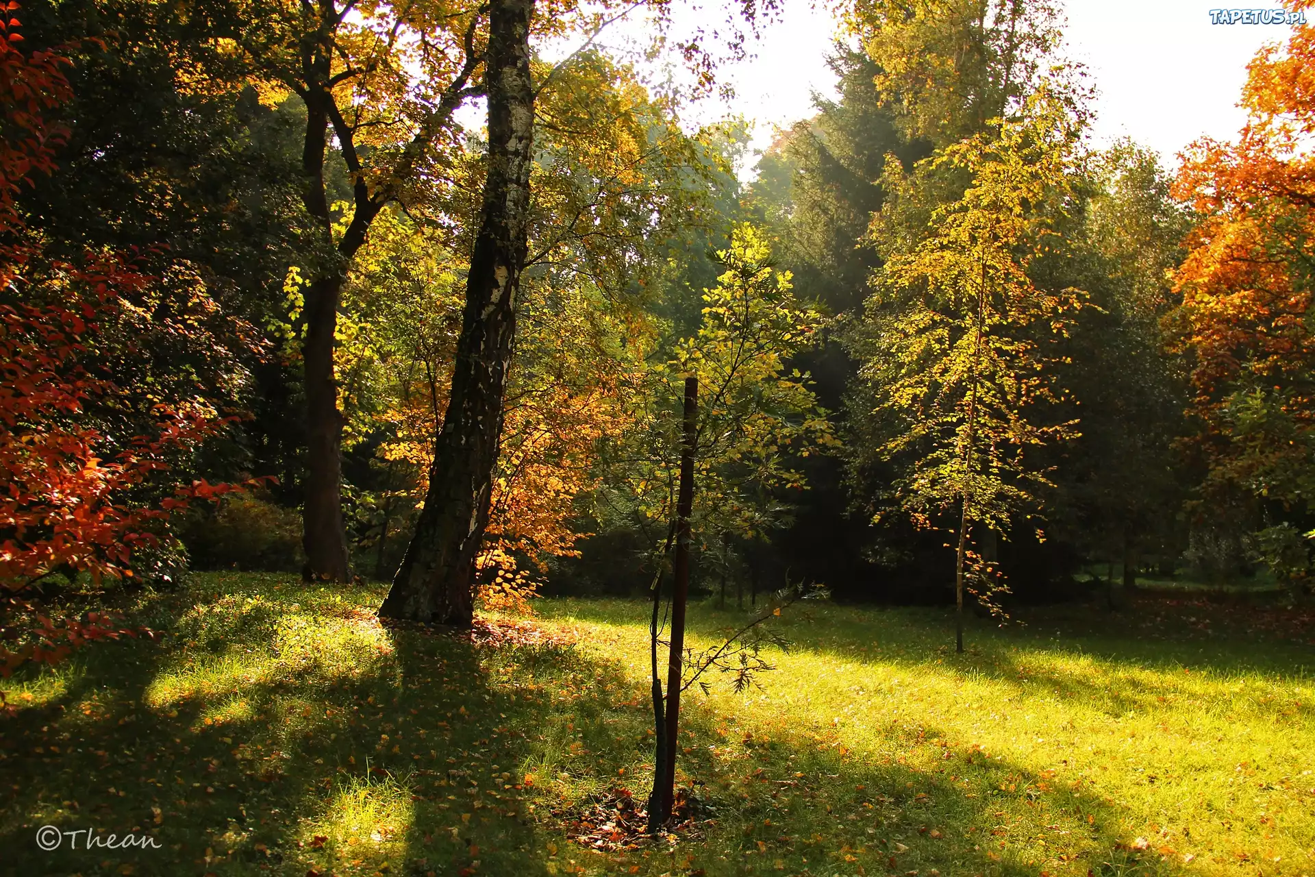 Drzewa, Kolorowe, Jesienne, Liście, Jesień