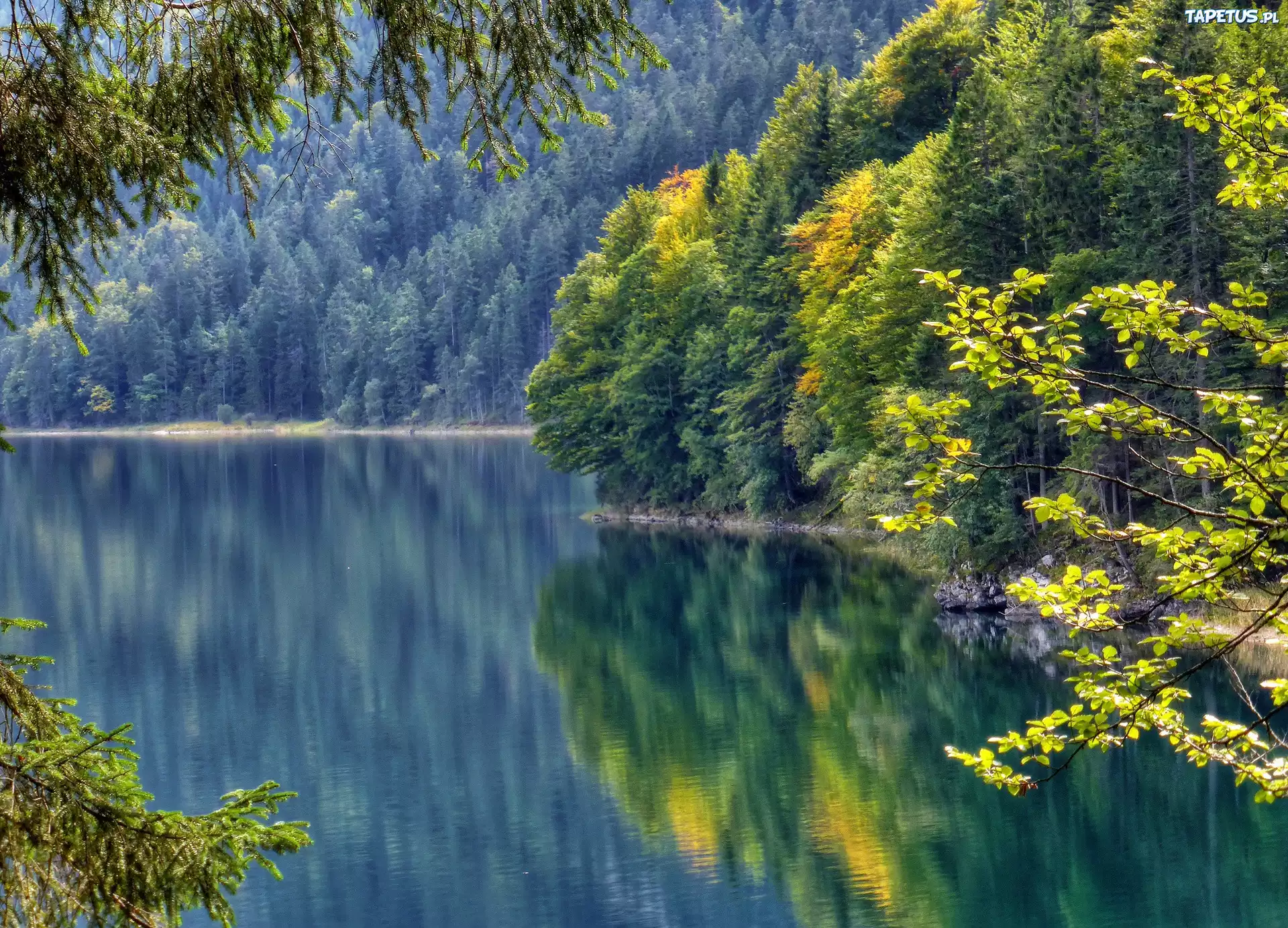 Jezioro, Las, Odbicie, Drzewa