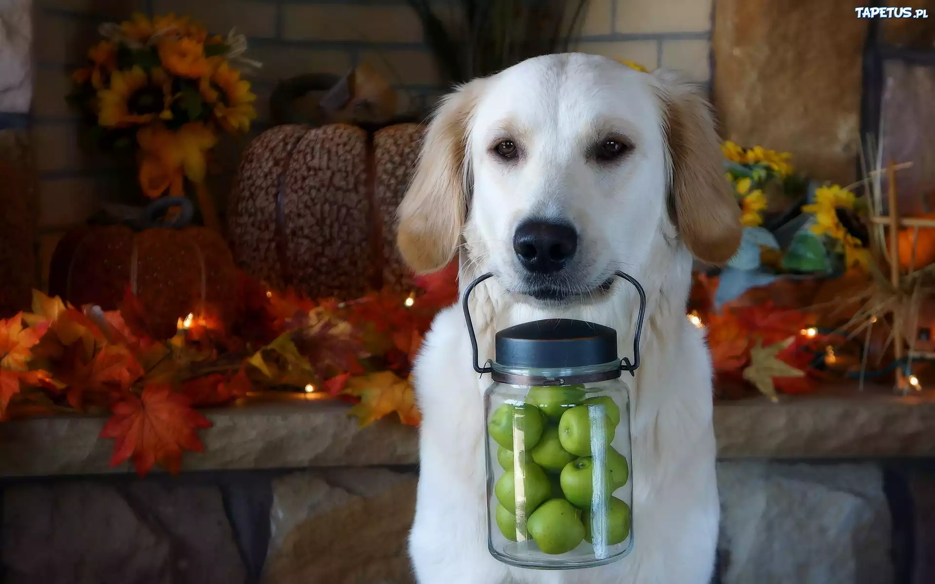 Szczeniak, Golden, Retriever, Słoik, Jabłuszka, Jesienne, Liście