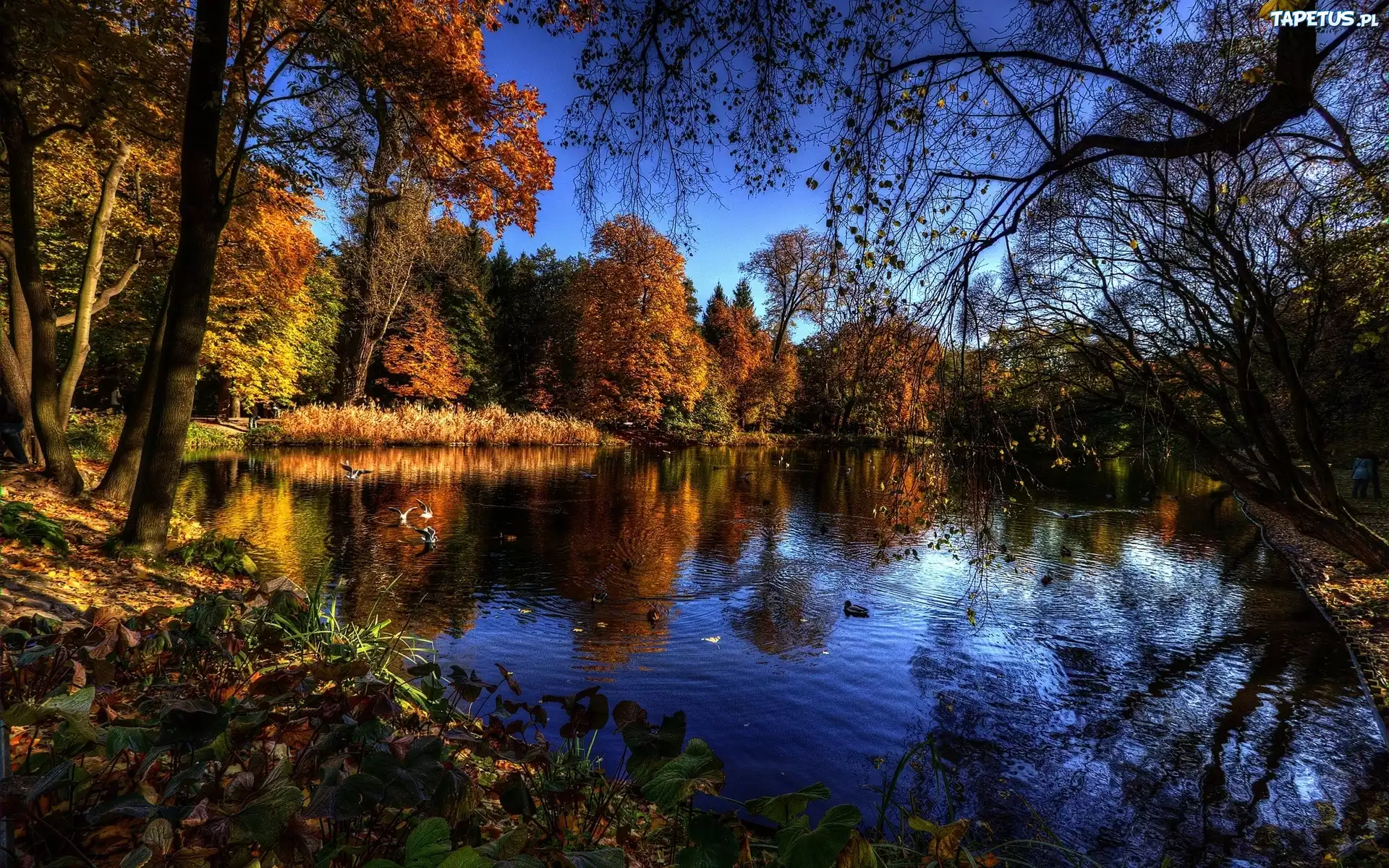 Jesień, Park, Staw, Drzewa, Kaczki, Ptaki