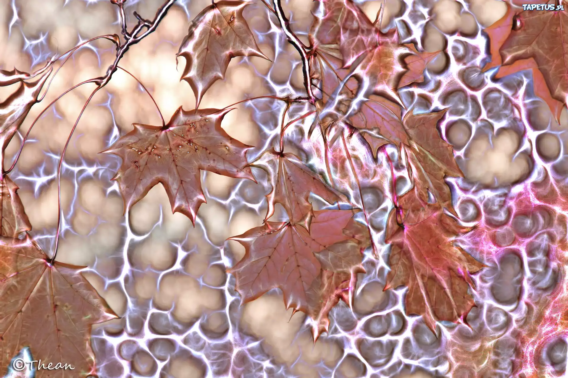 Liście, Klonu, Fractalius