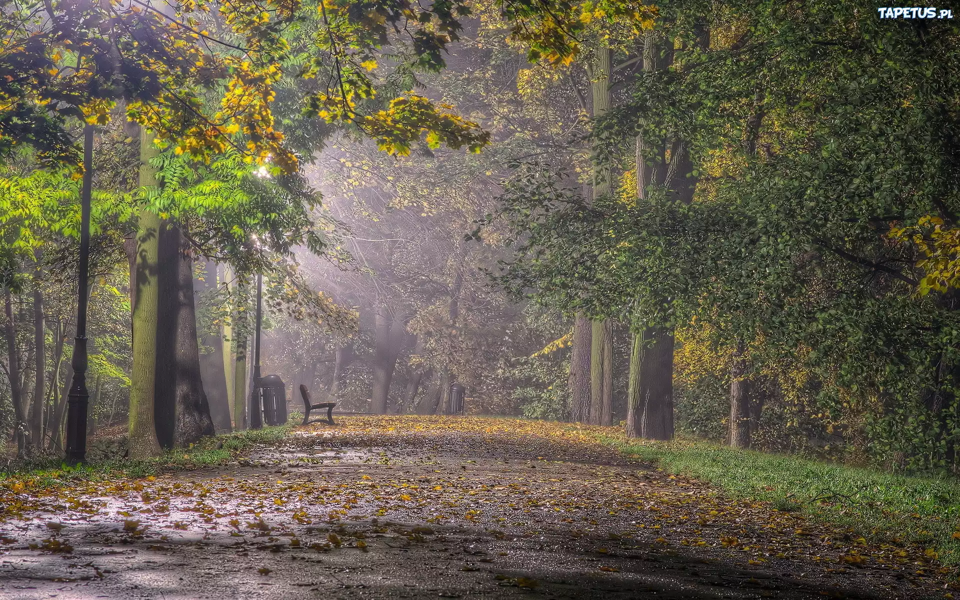 Park, Ławka, Liście, Przebijające, Światło, Mgła, Jesień