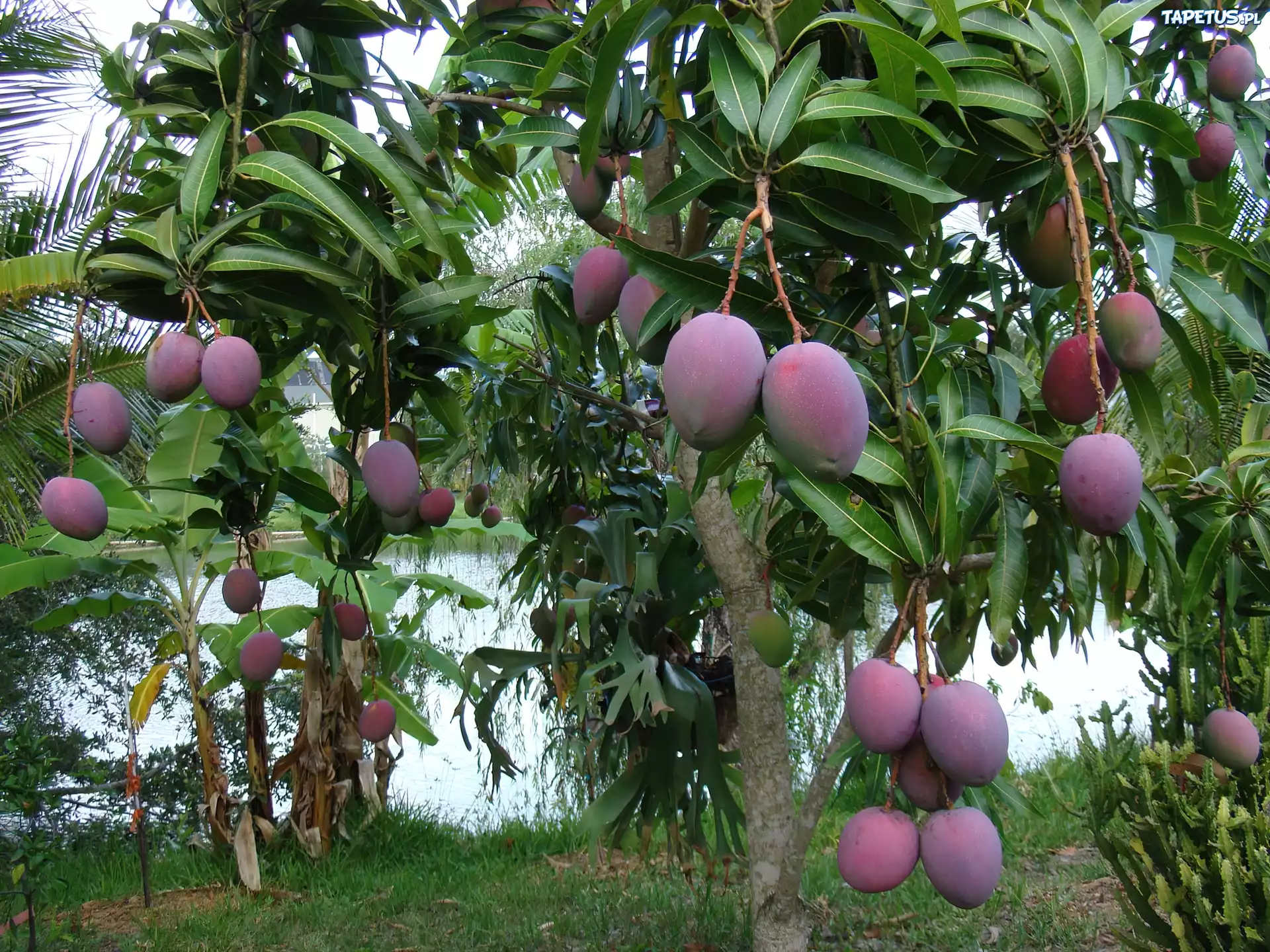 Mango, Indyjskie