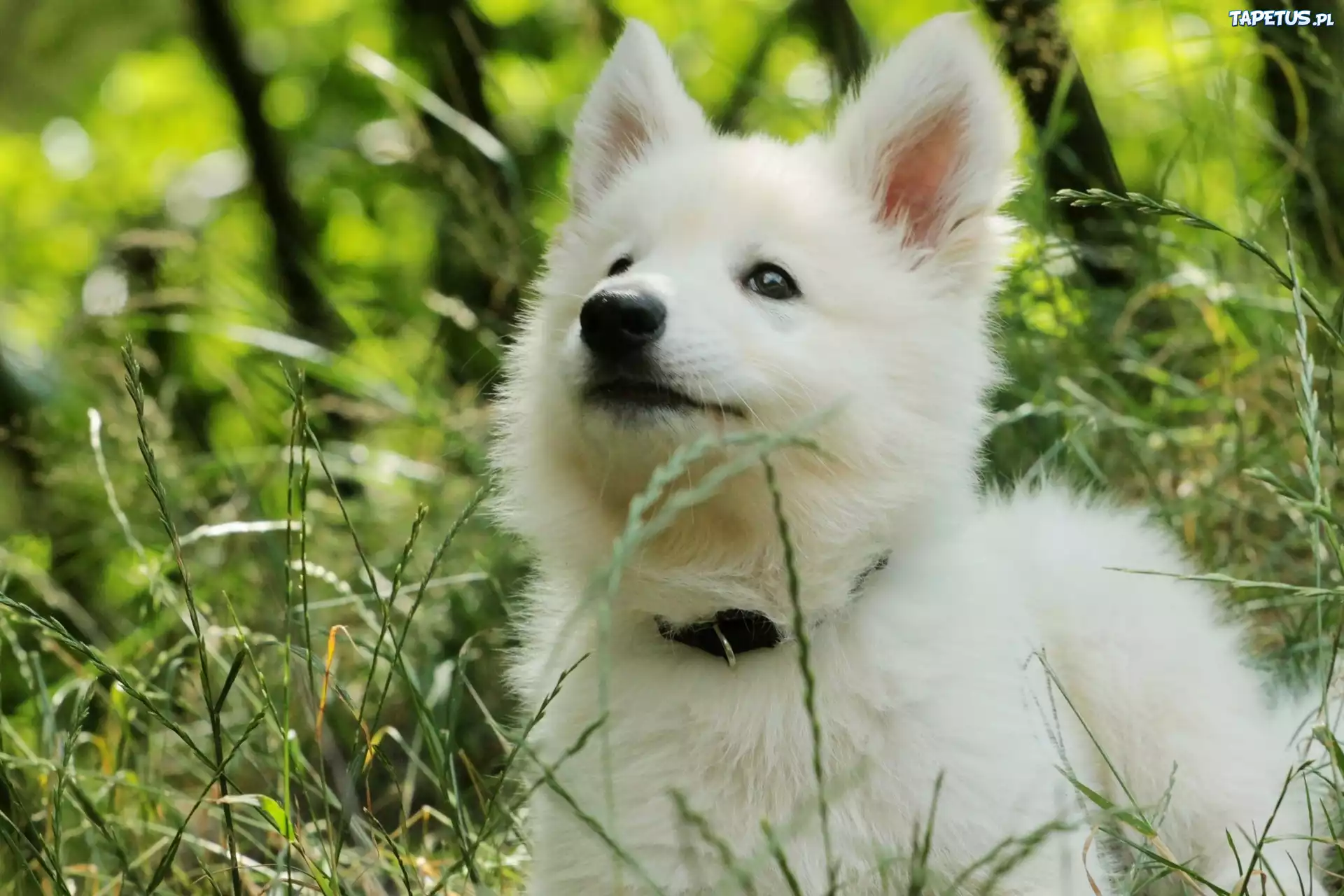 Samojed, Szczeniak, Łąka, Trawa