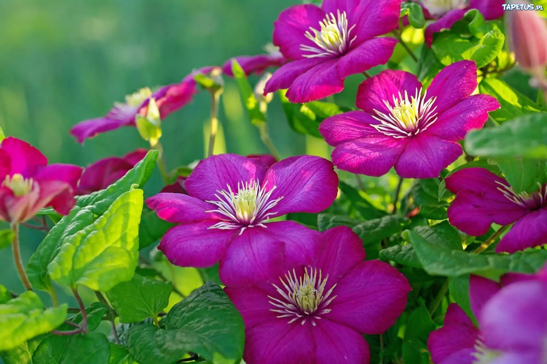Kwiaty, Clematis