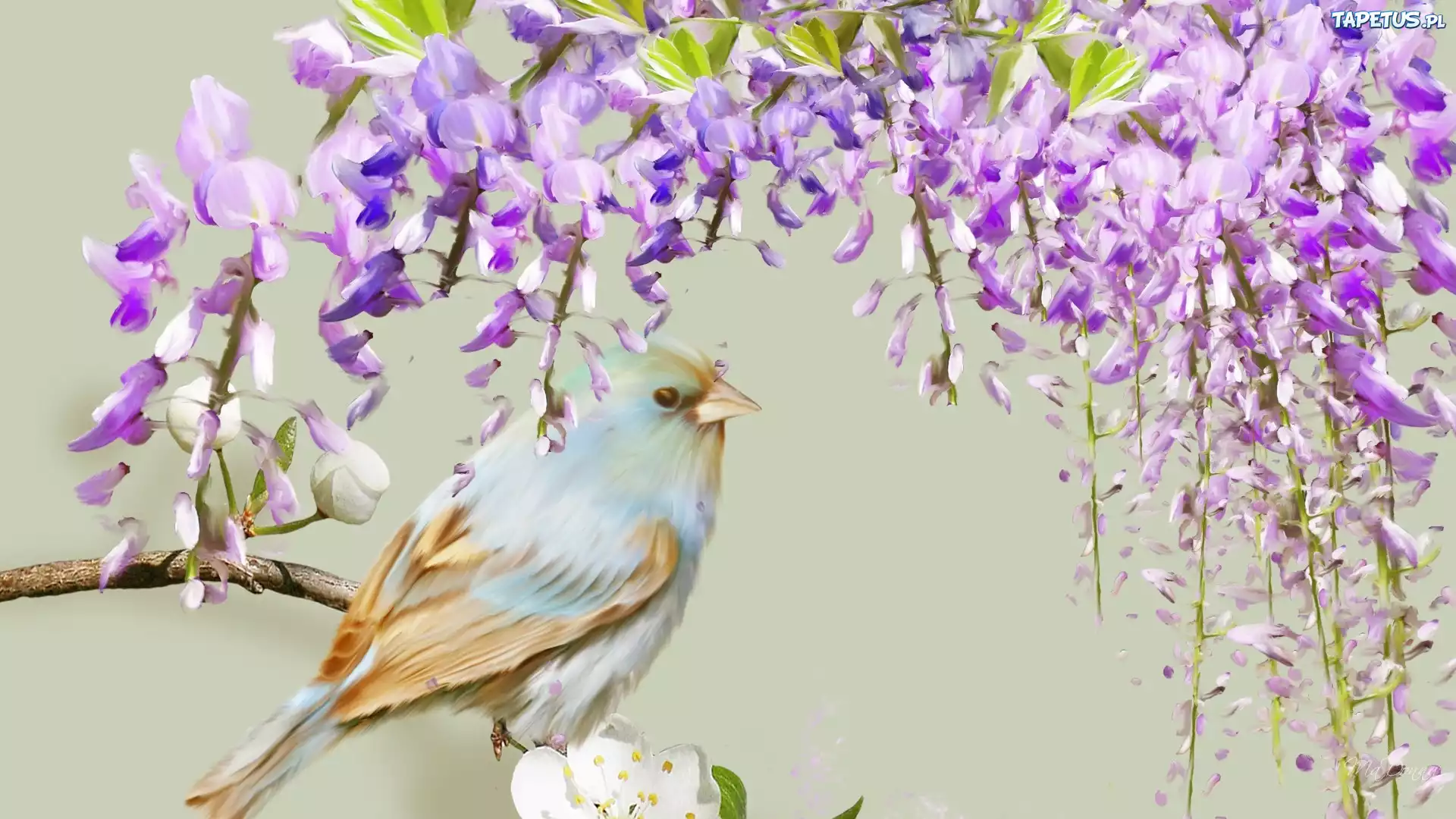 Ptaszek, Wisteria