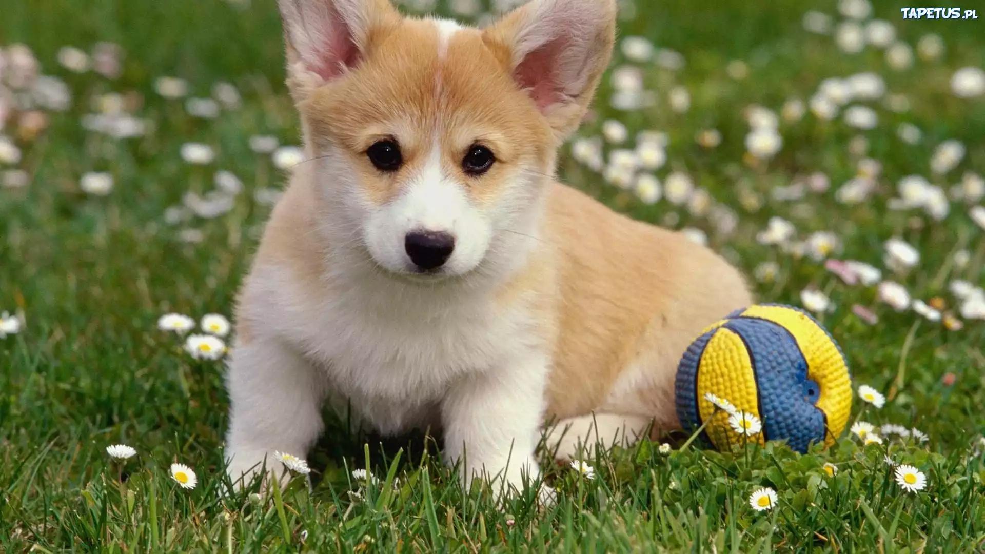 Szczeniak, Corgi, Piłeczka