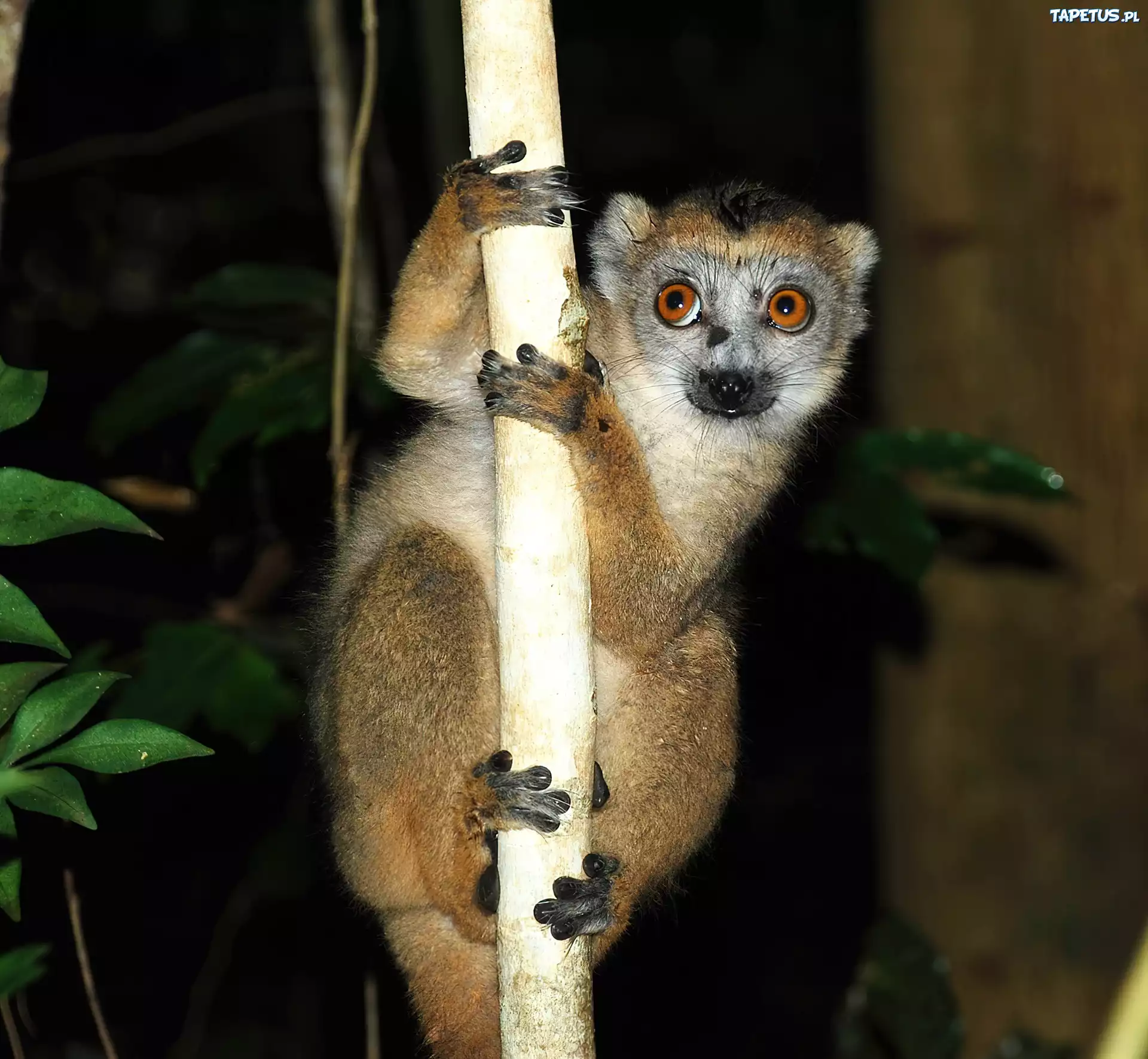 Lemur