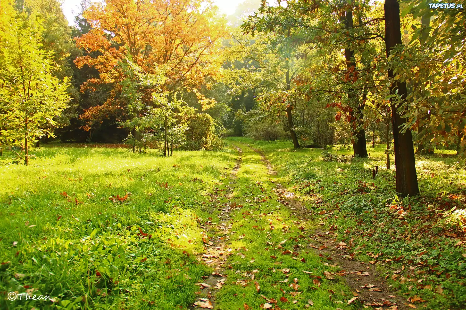 Park, Dróżka, Drzewa, Trawa, Jesień, Kolorowe, Liście