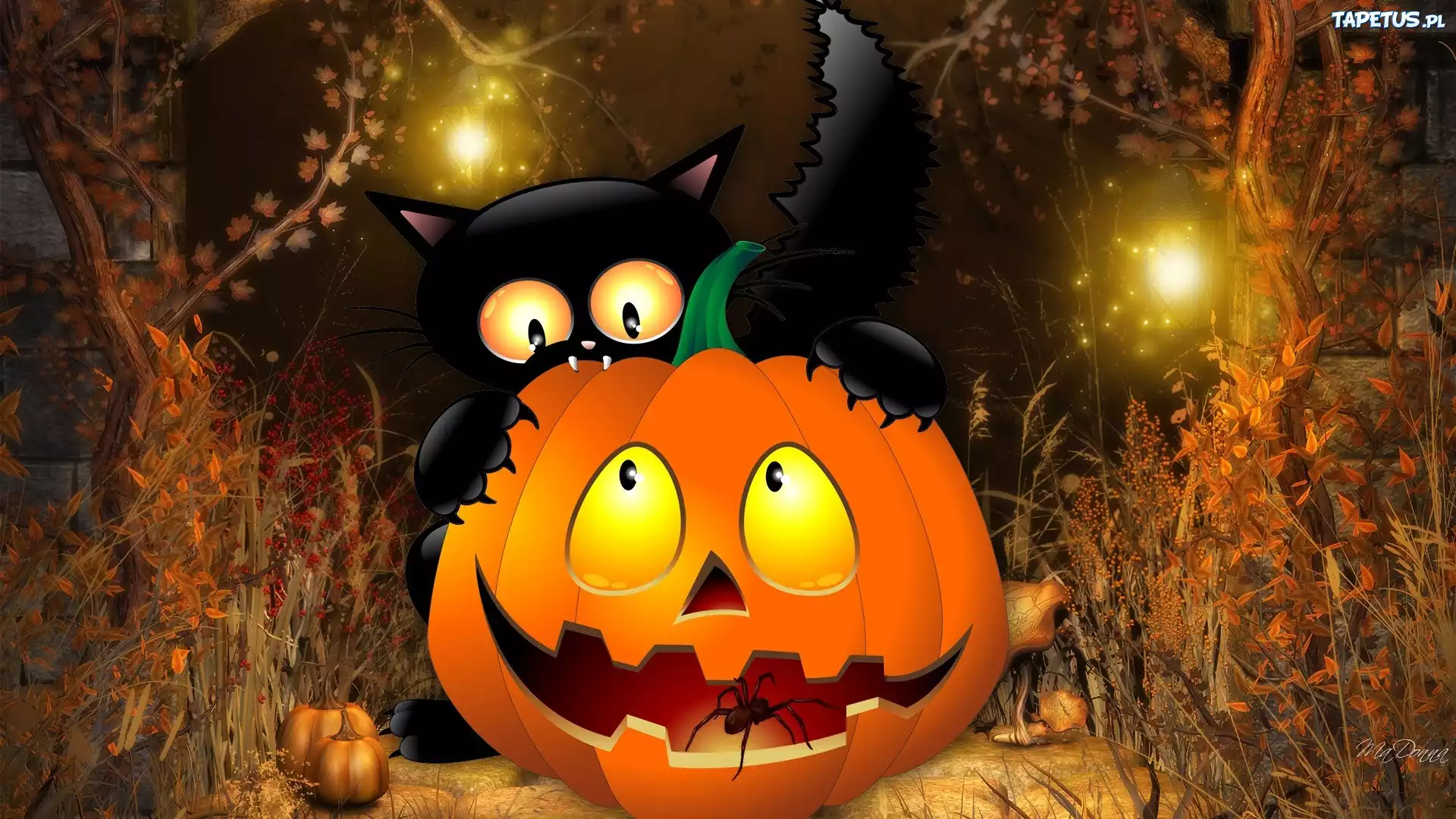 Dynia, Pająk, Kot, Halloween