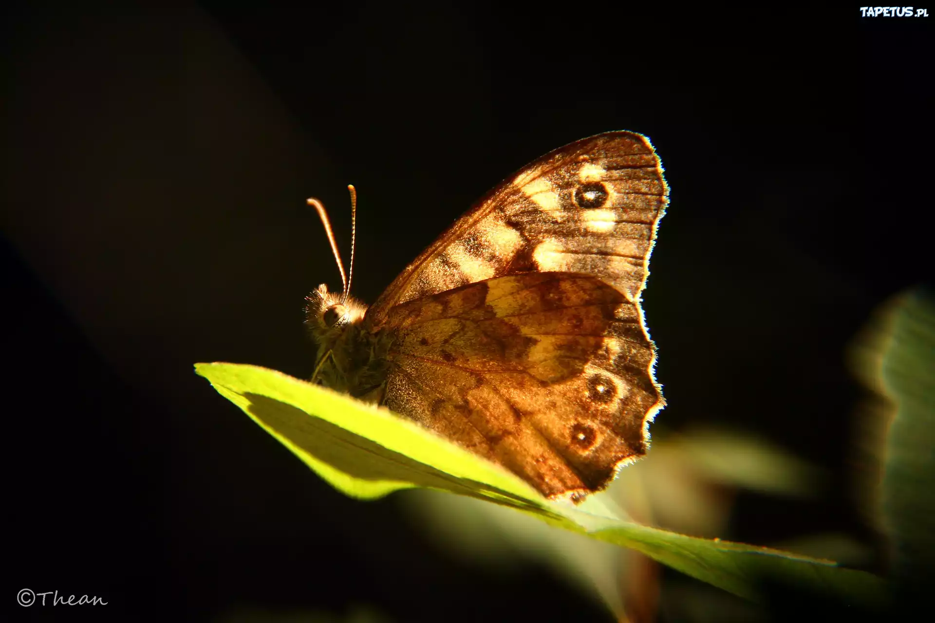 Motyl, Liść
