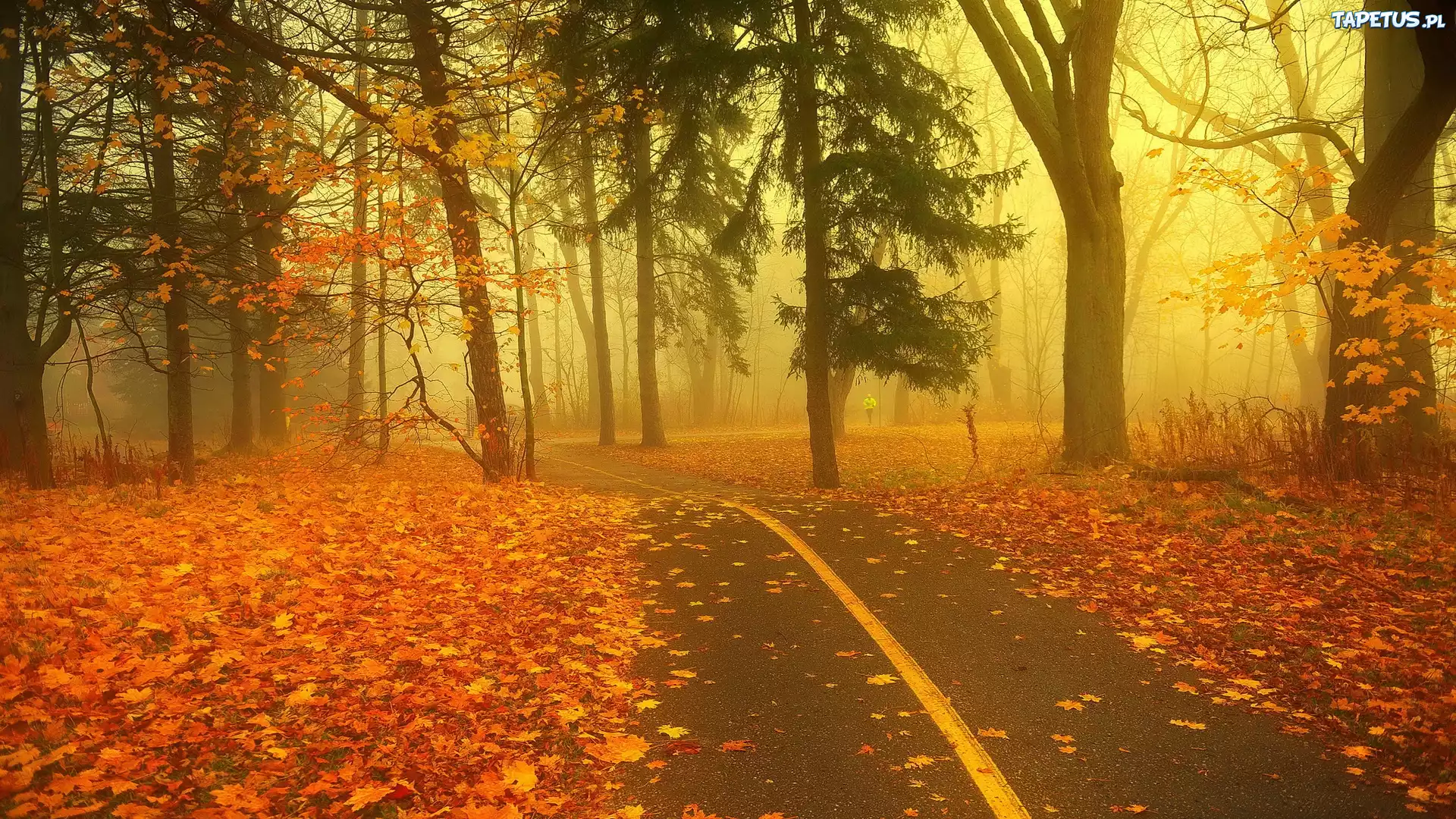 Park, Mgła, Alejka, Liście, Jesień