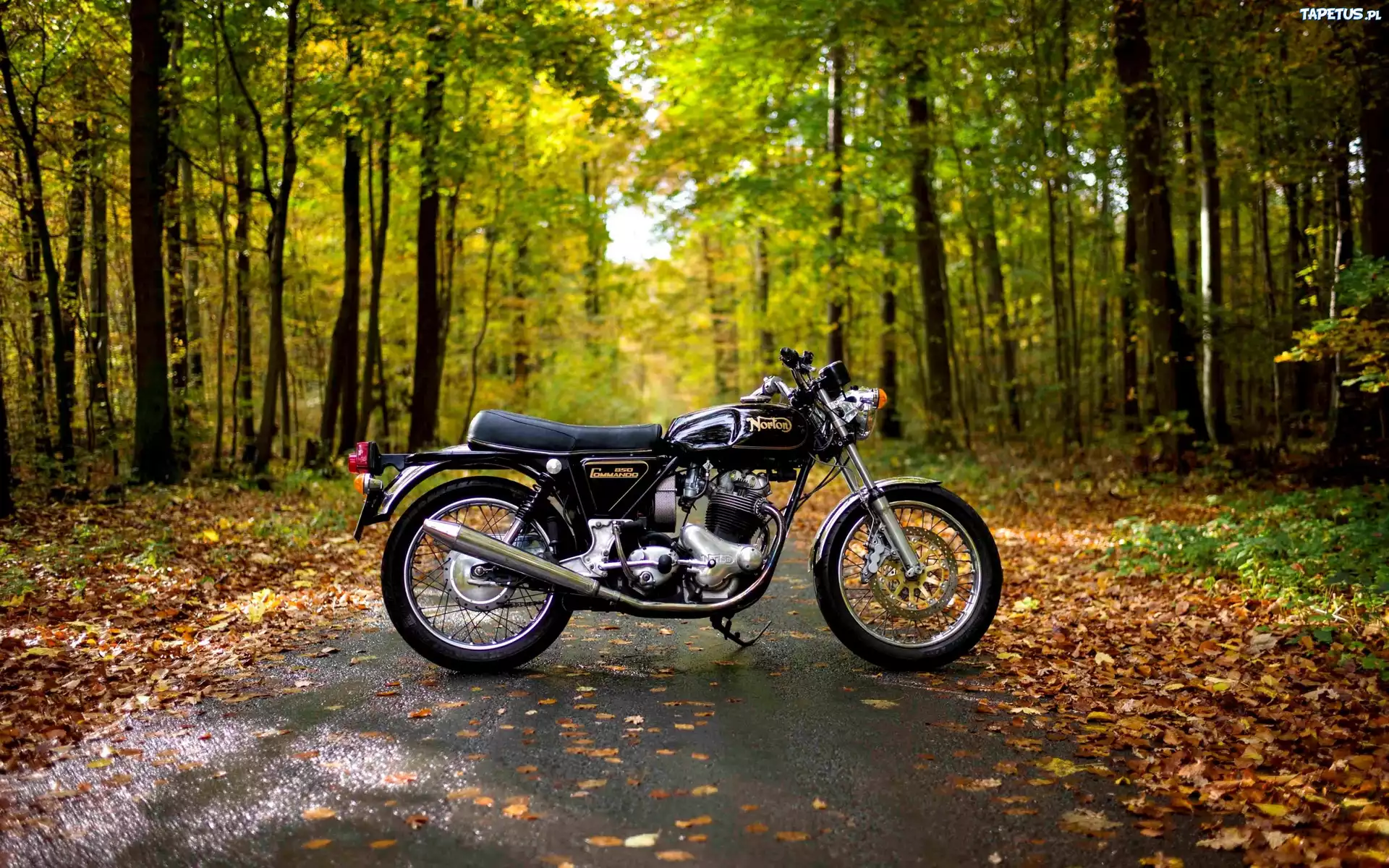 Motocykl, Las, Droga, Liście, Jesień