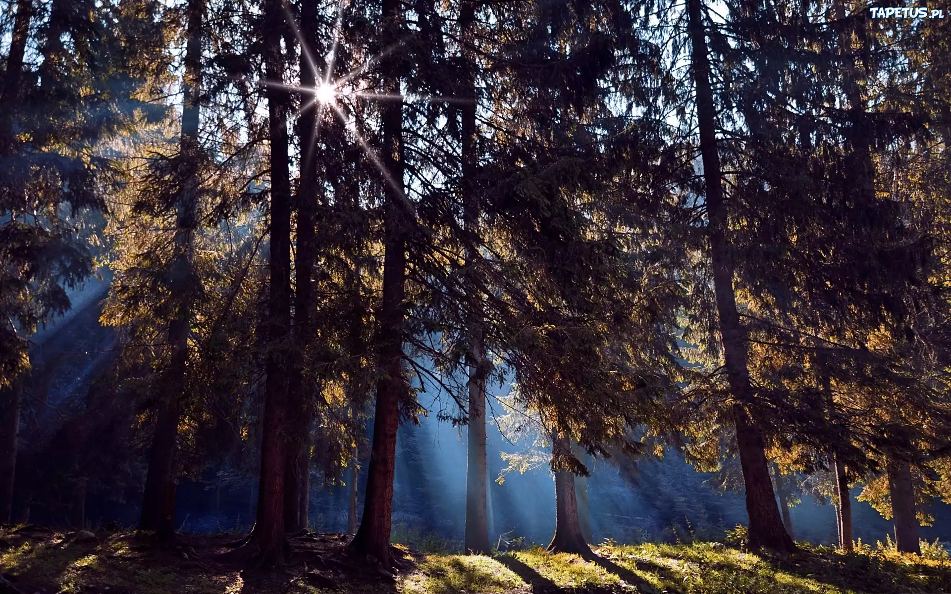 Las, Cienie, Drzew, Promienie, Słońca