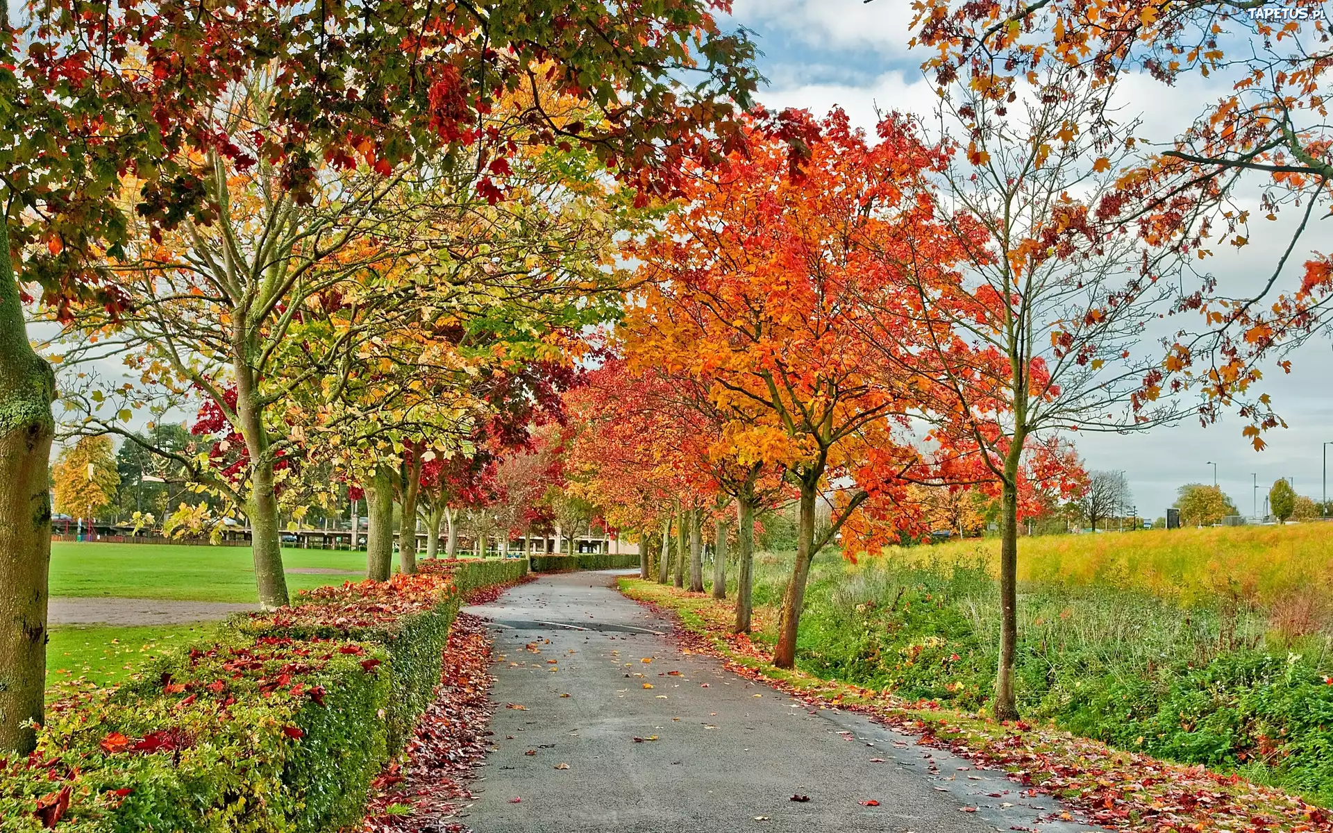 Droga, Kolorowe, Drzewa, Liście, Jesień