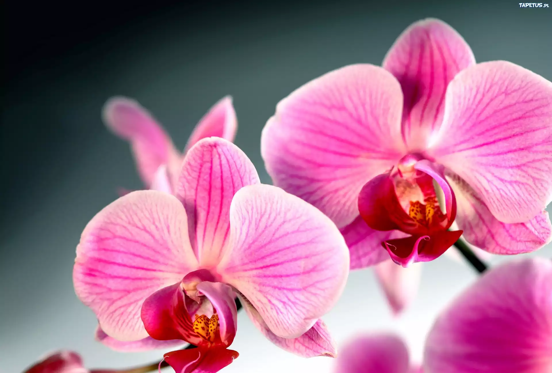 Storczyk, Orchidea, Kwiat