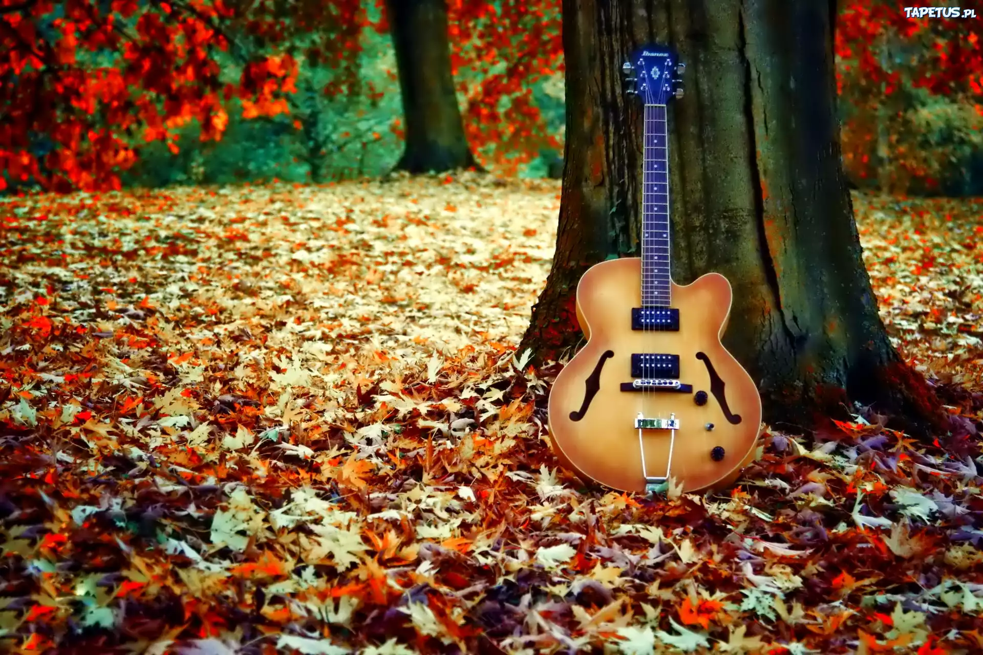 Gitara, Drzewo, Liście
