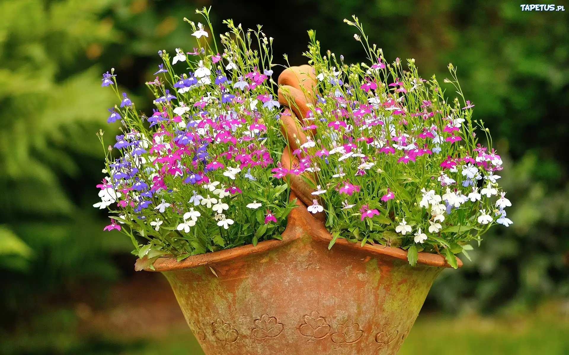 Lobelia, Gliniany, Kosz
