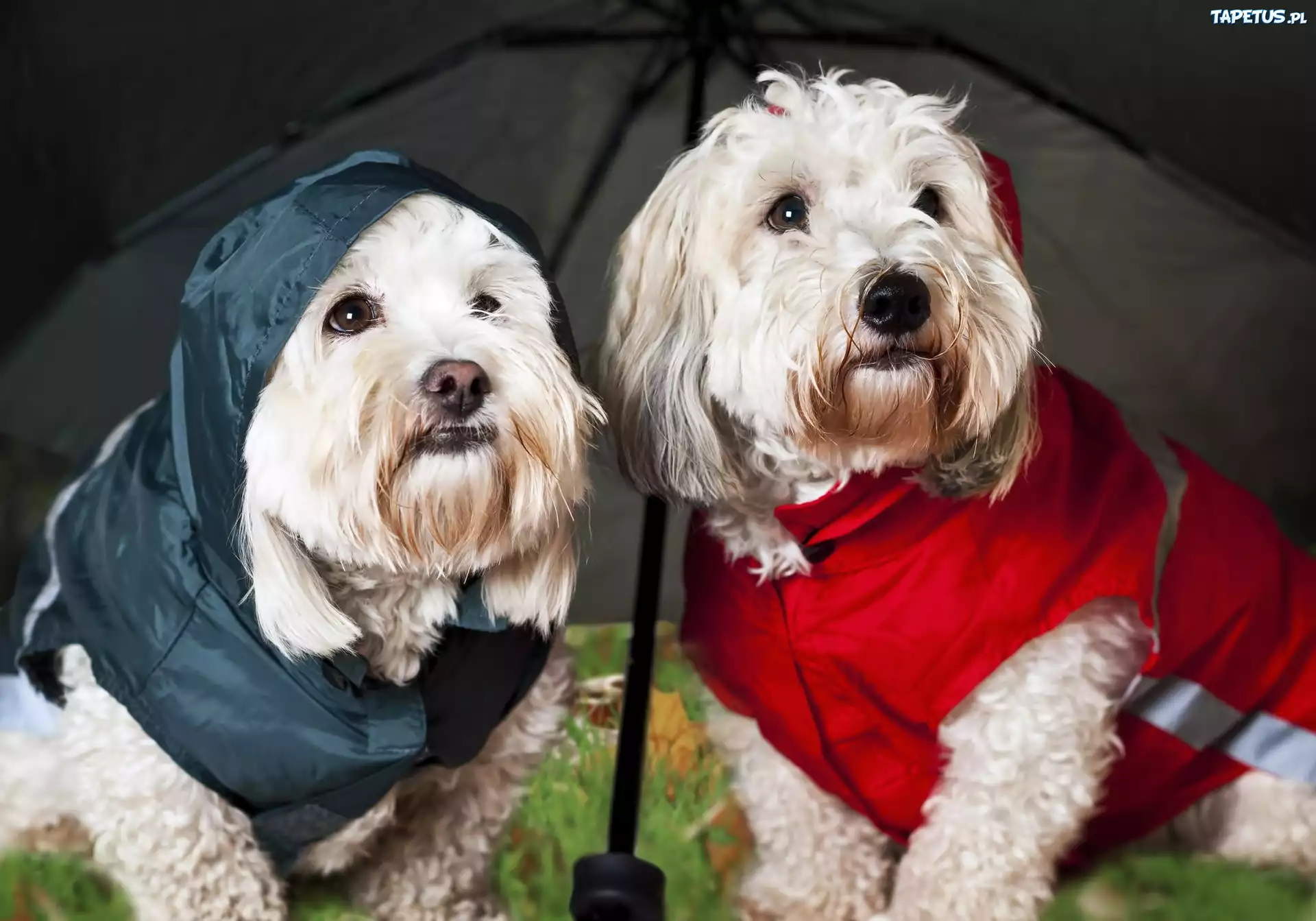 West, Highland, White, Terrier, Parasolka, Ubranka