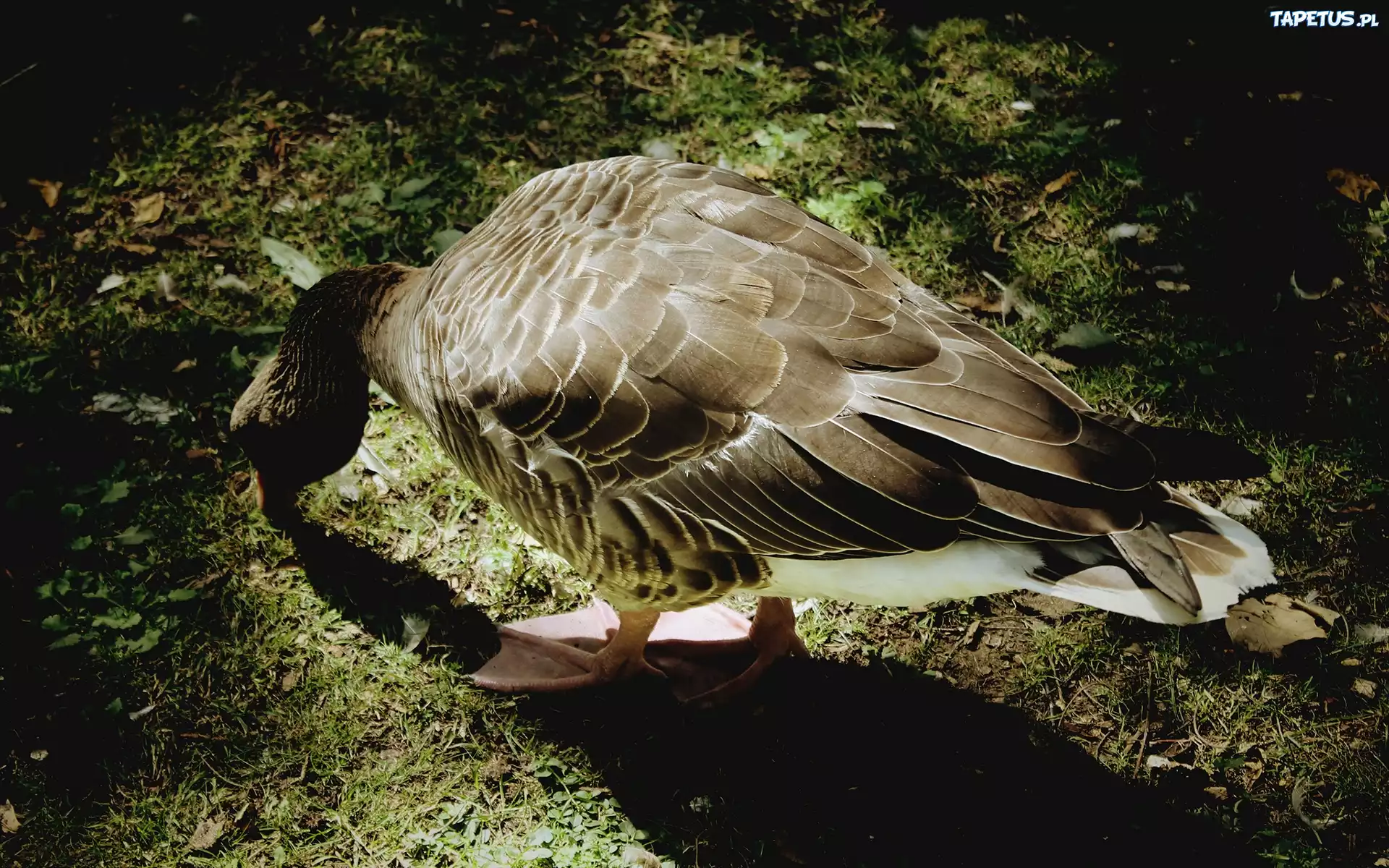 Gęsi