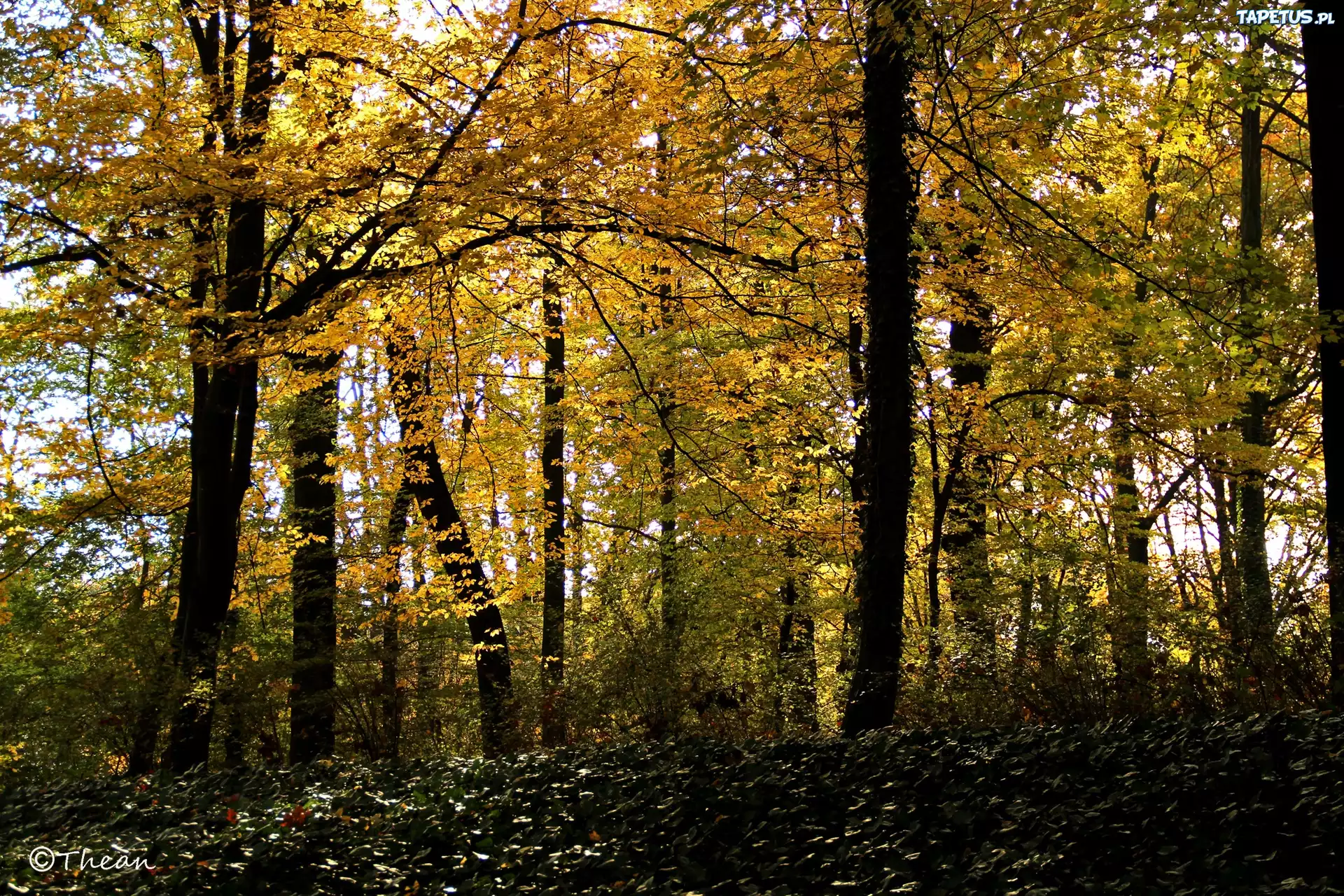 Park, Żółte, Liście, Drzewa, Jesień