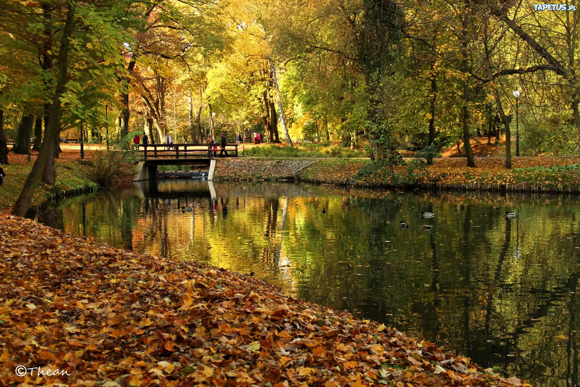 Park, Drzewa, Jezioro, Jesień, Suche, Liście