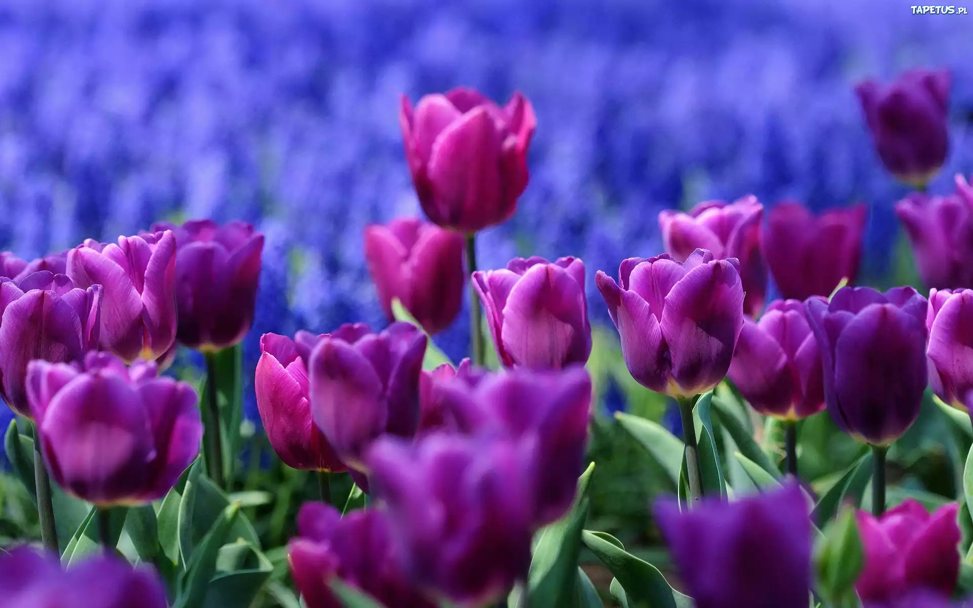 Fioletowe, Tulipany