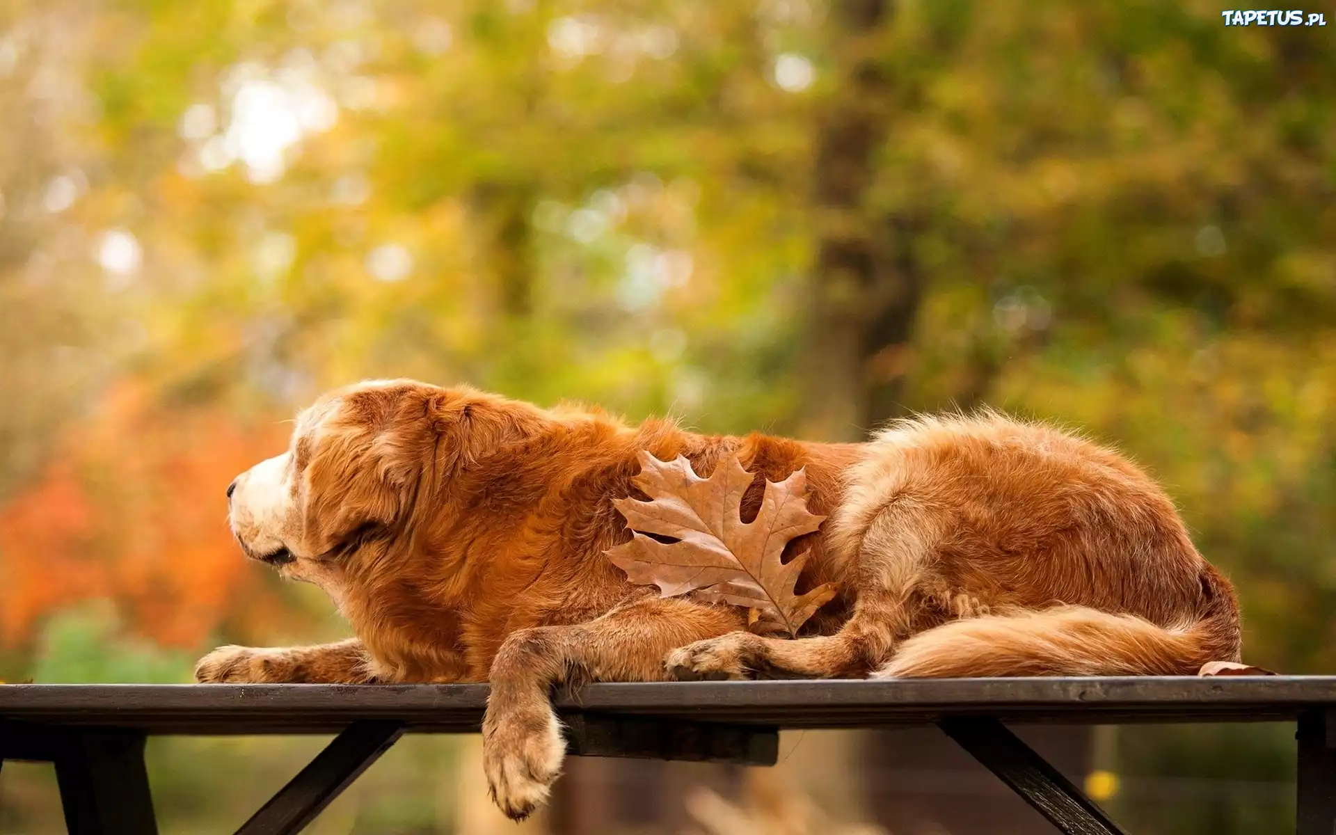 Golden, Retriever, Park, Ławka, Liść