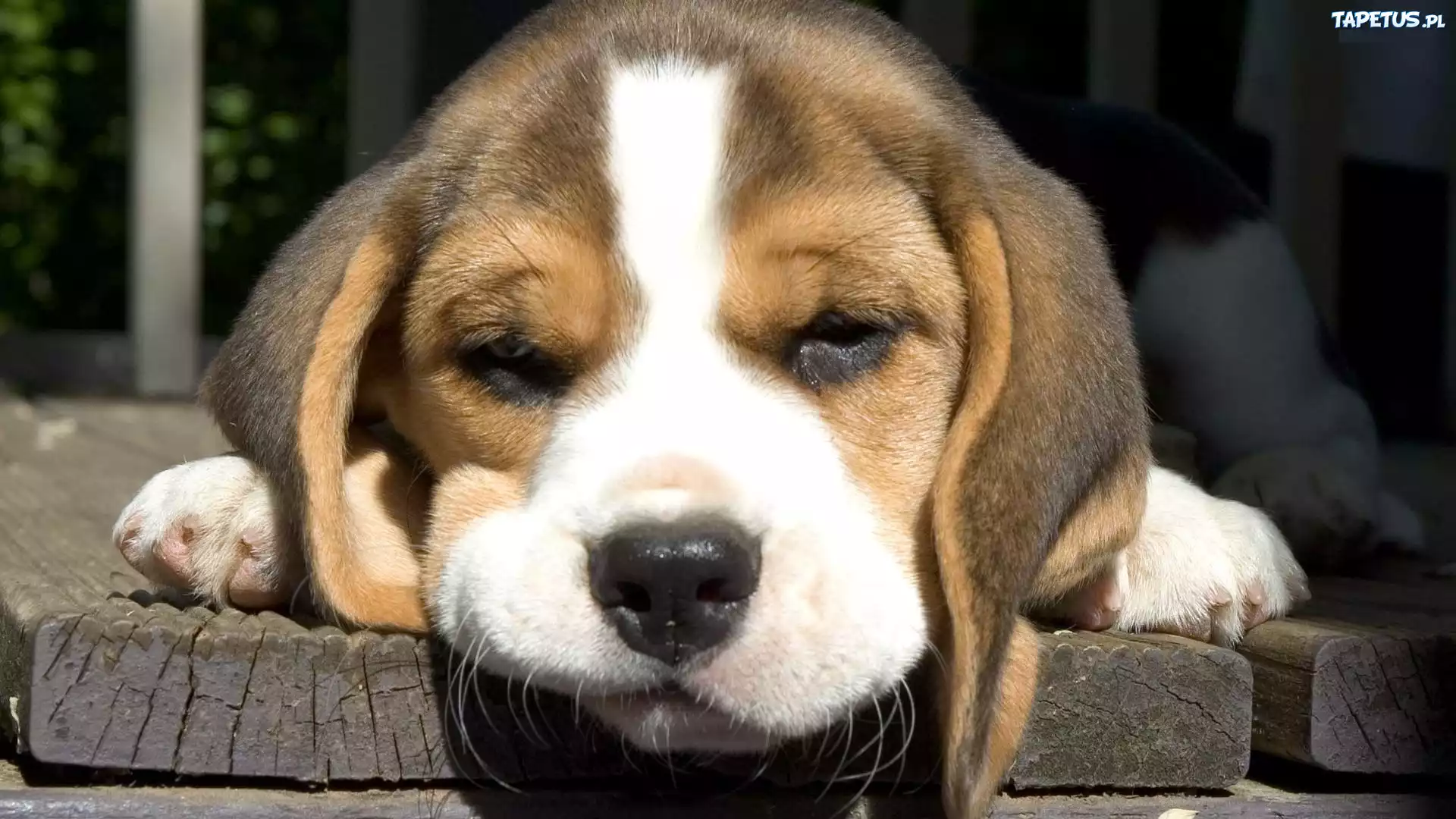 Szczeniak, Beagle