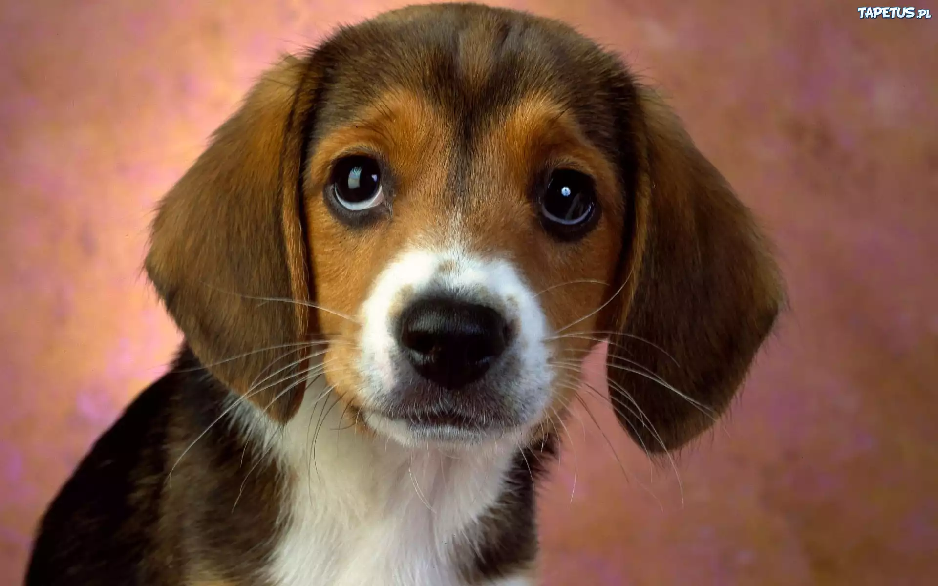 Beagle, Portret