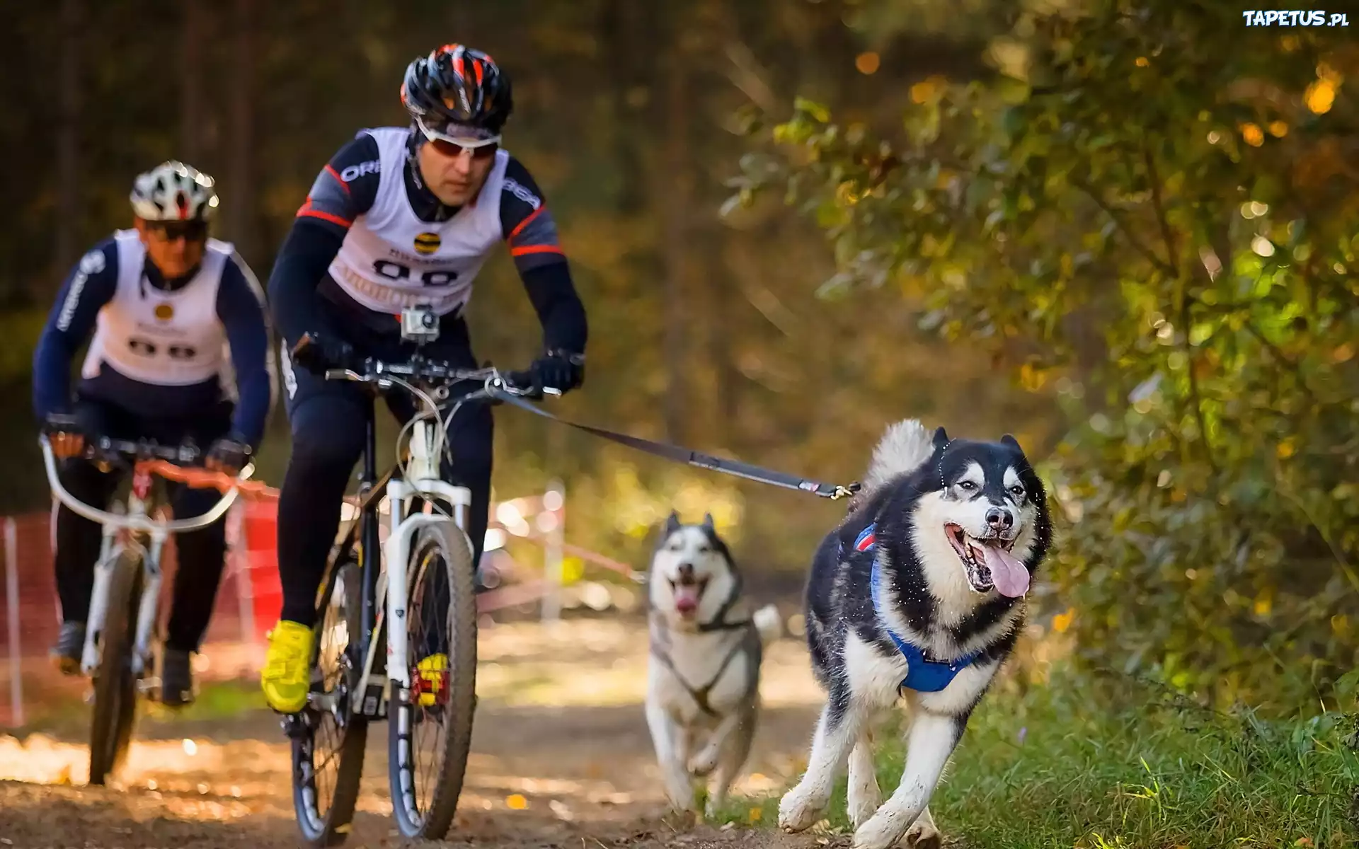 Rowerzyści, Psy, Husky, Las