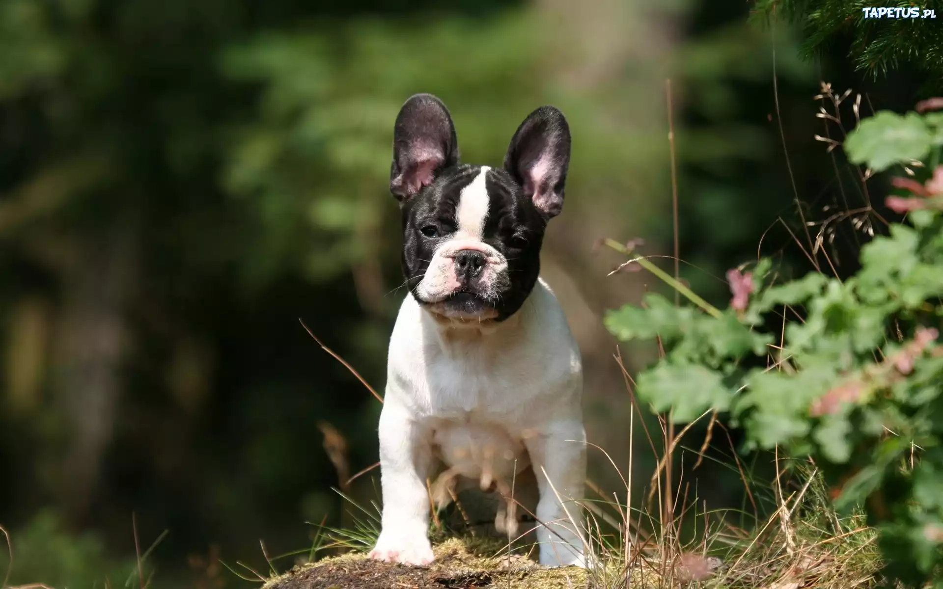 Buldog, Francuski