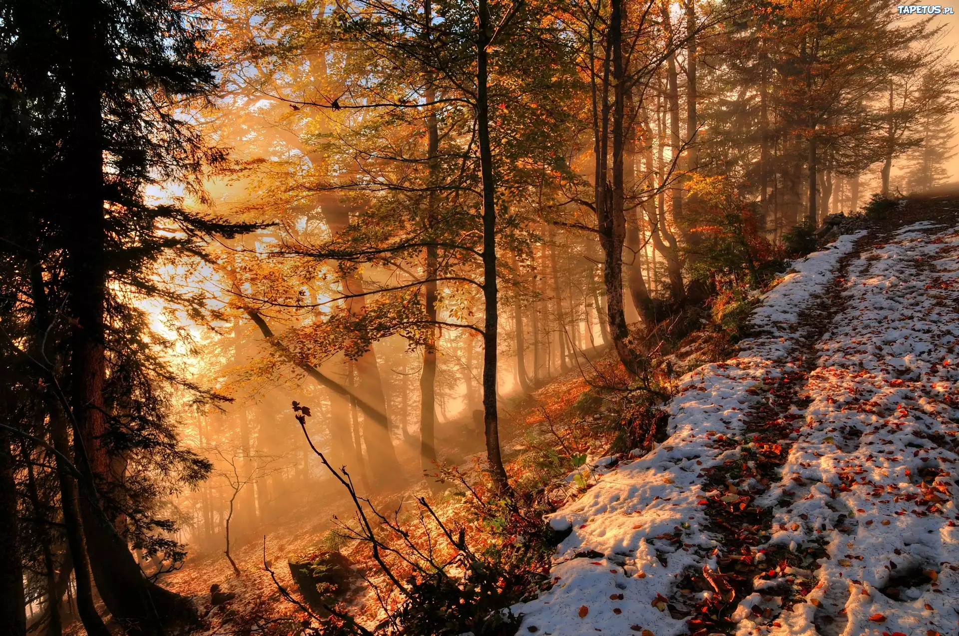Las, Śnieg, Promienie, Słońca