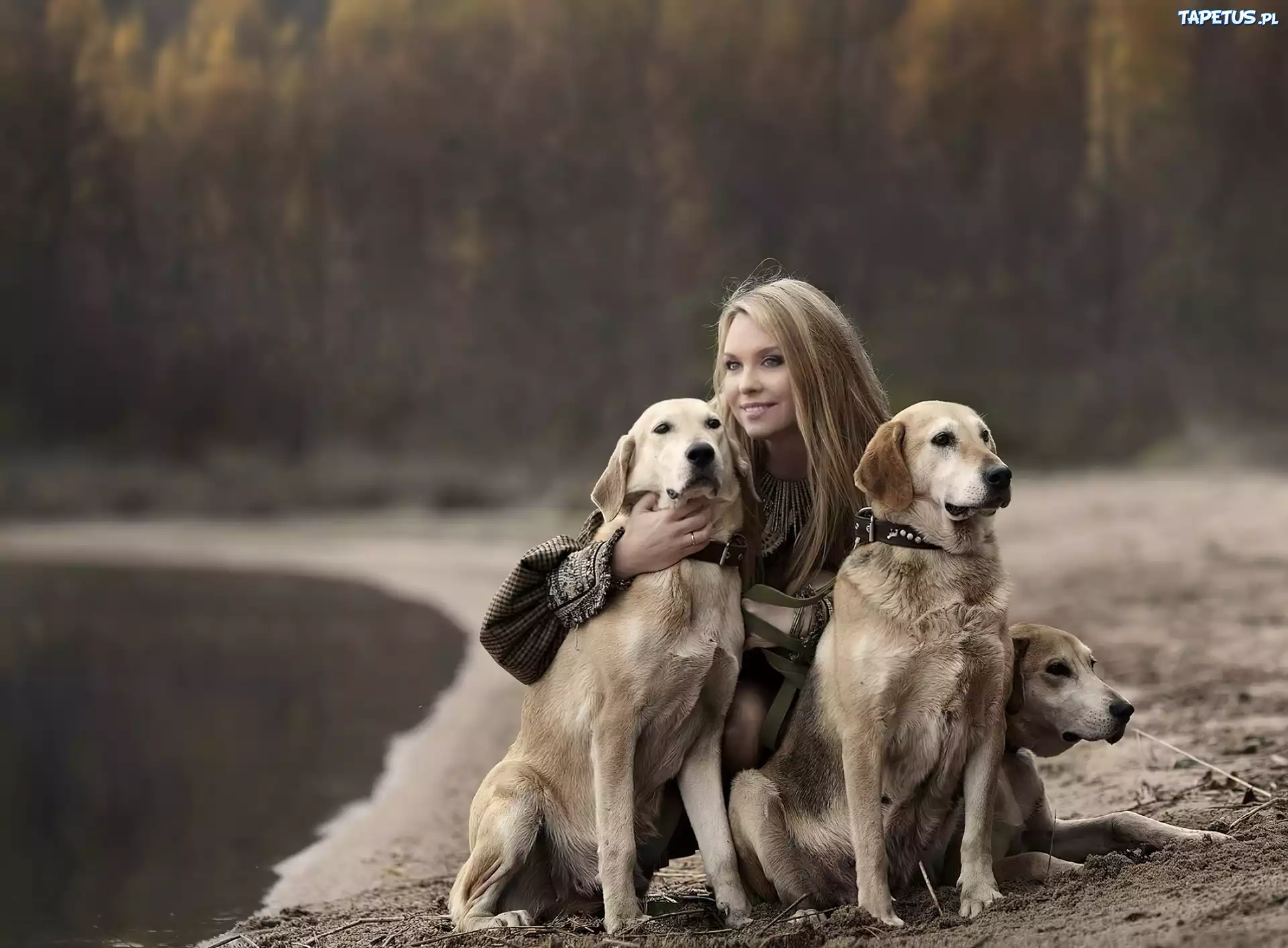 Dziewczyna, Psy, Golden Retriever, Spacer