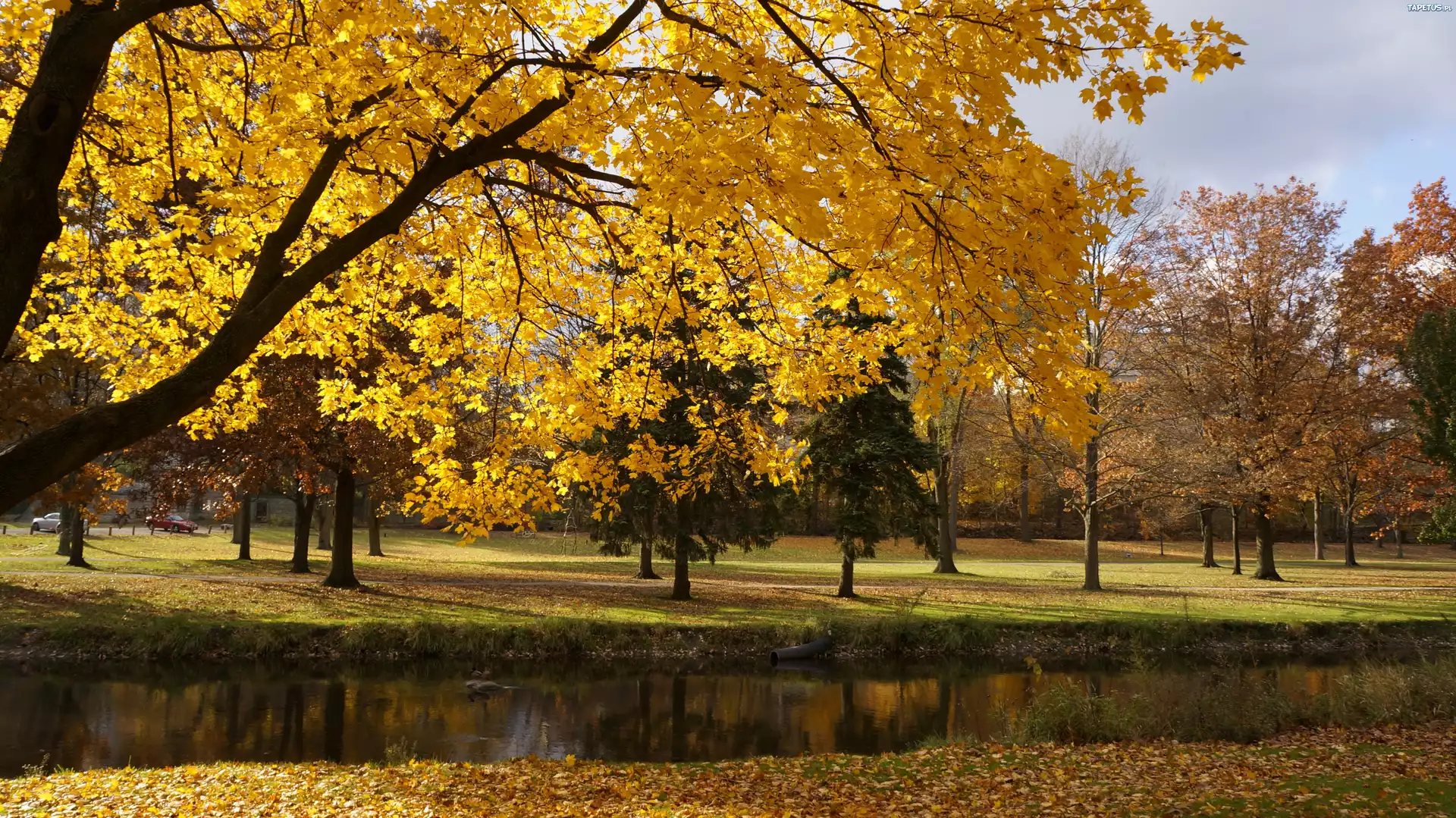 Park, Drzewa, Rzeczka