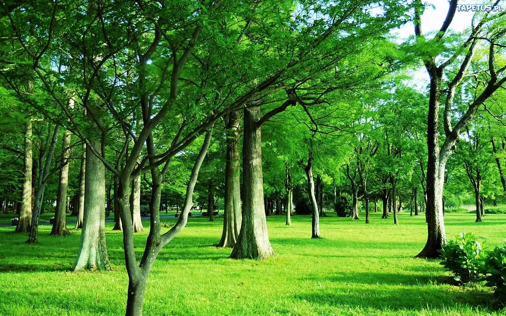 Park, Wiosną