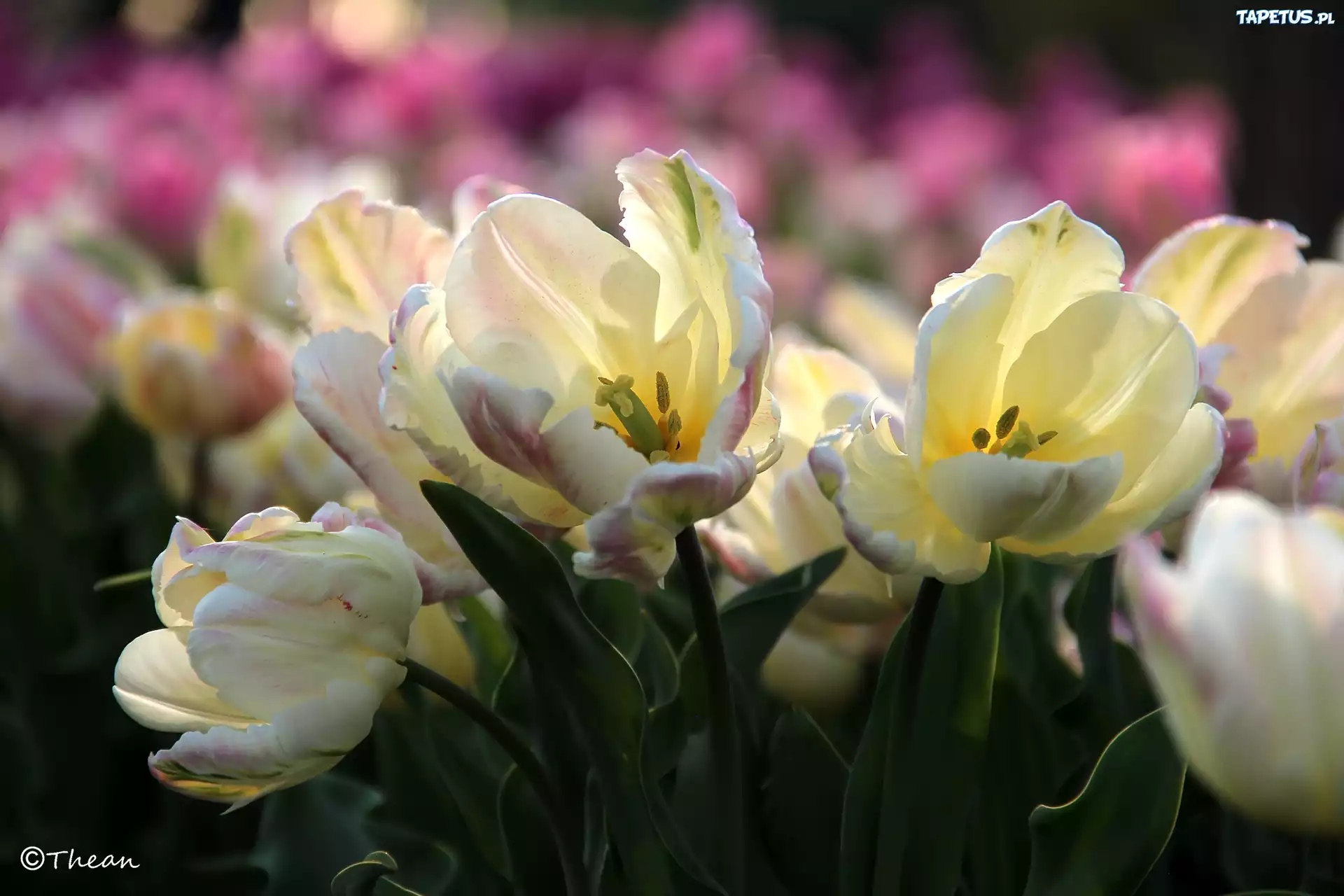 Białoróżowe, Tulipany, Pręciki