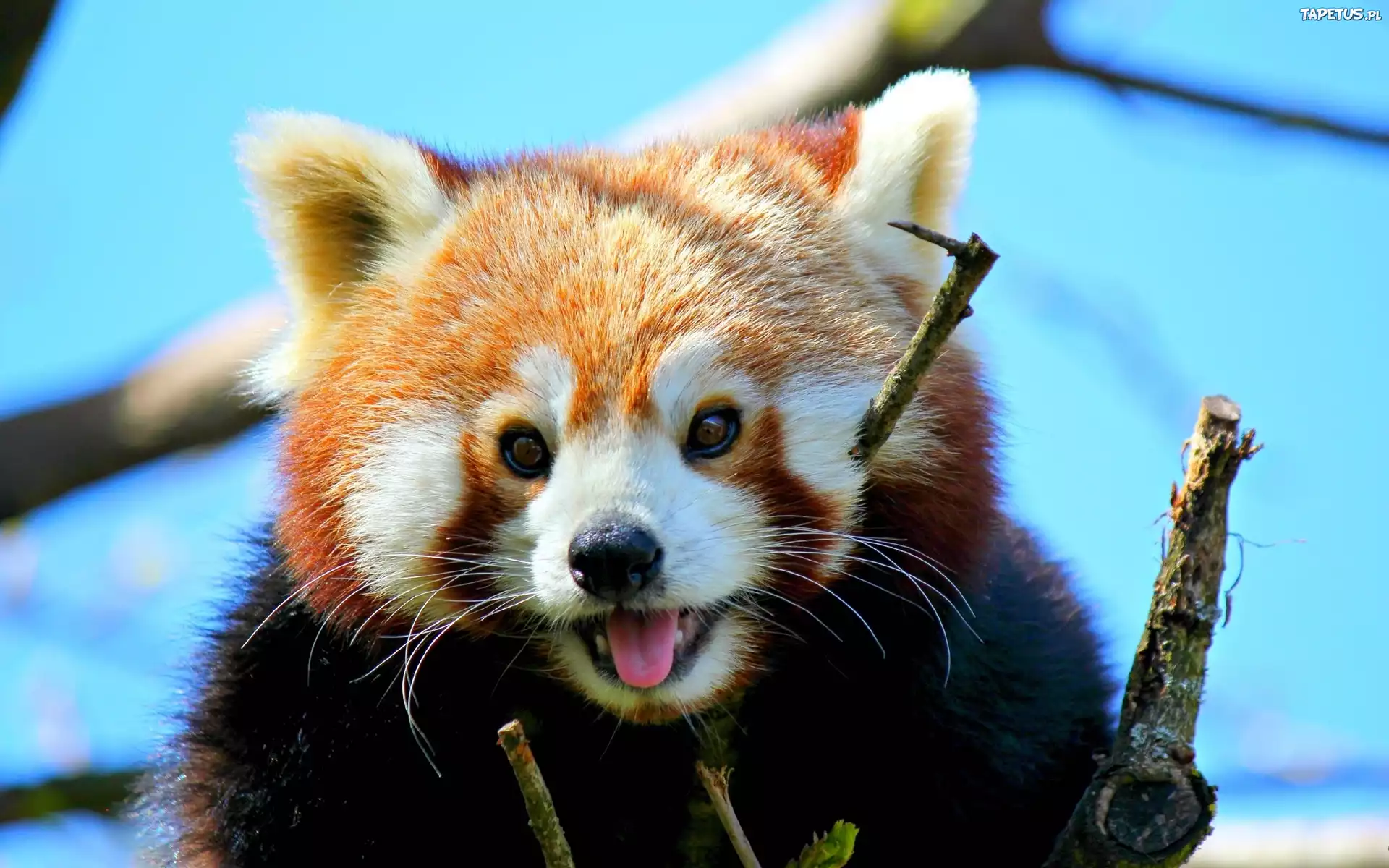 Panda, Czerwona, Drzewo