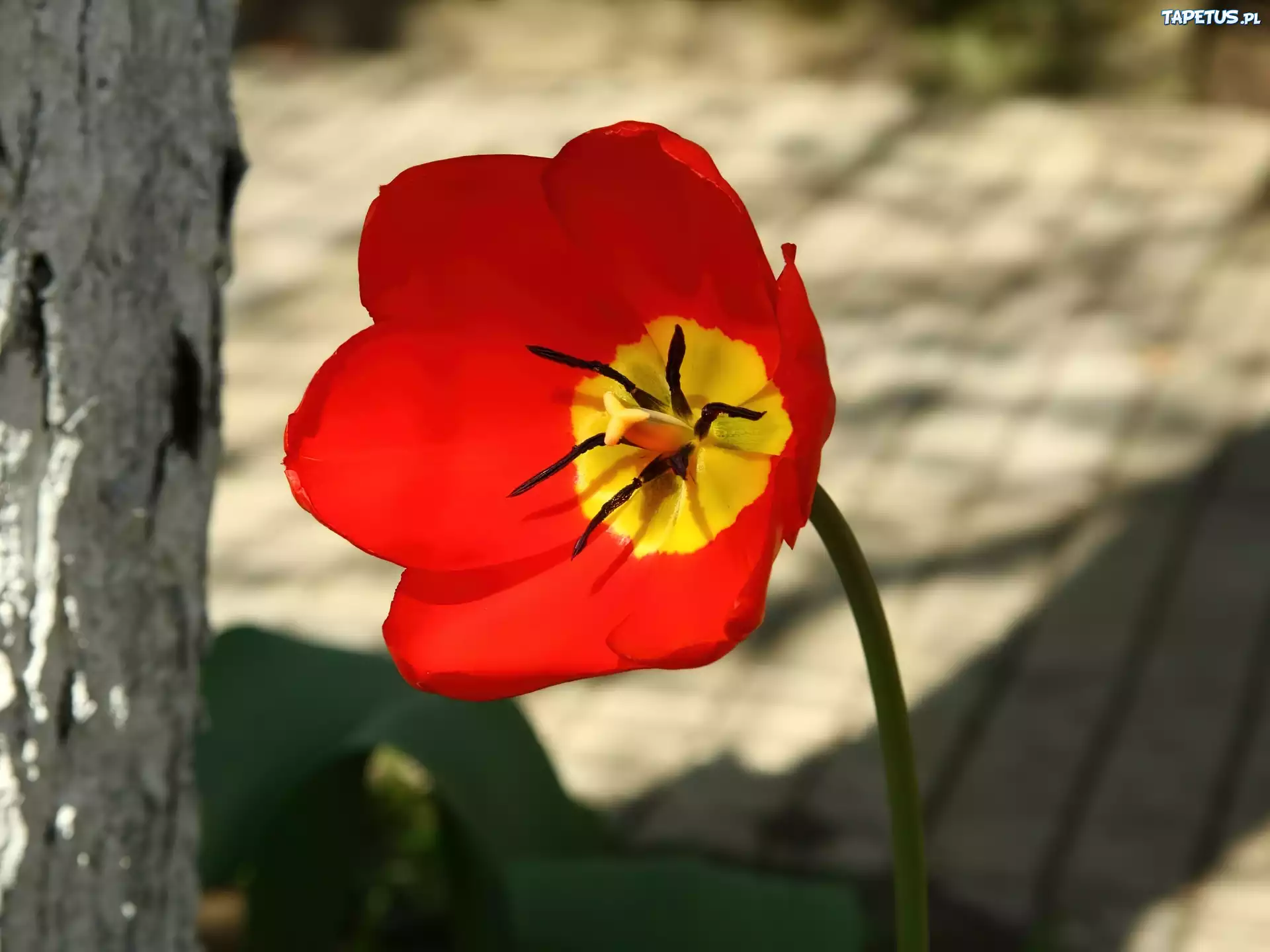Drzewo, Czerwony, Tulipan, Cień