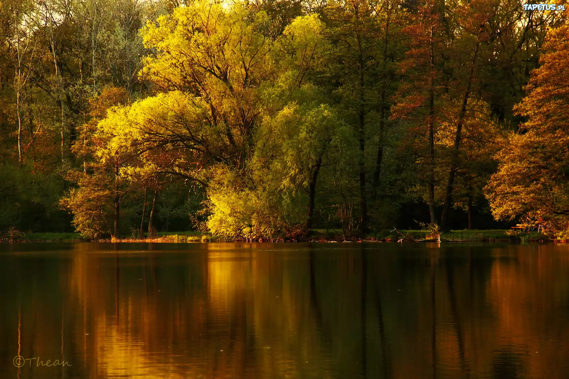 Drzewa, Jezioro, Odbicie
