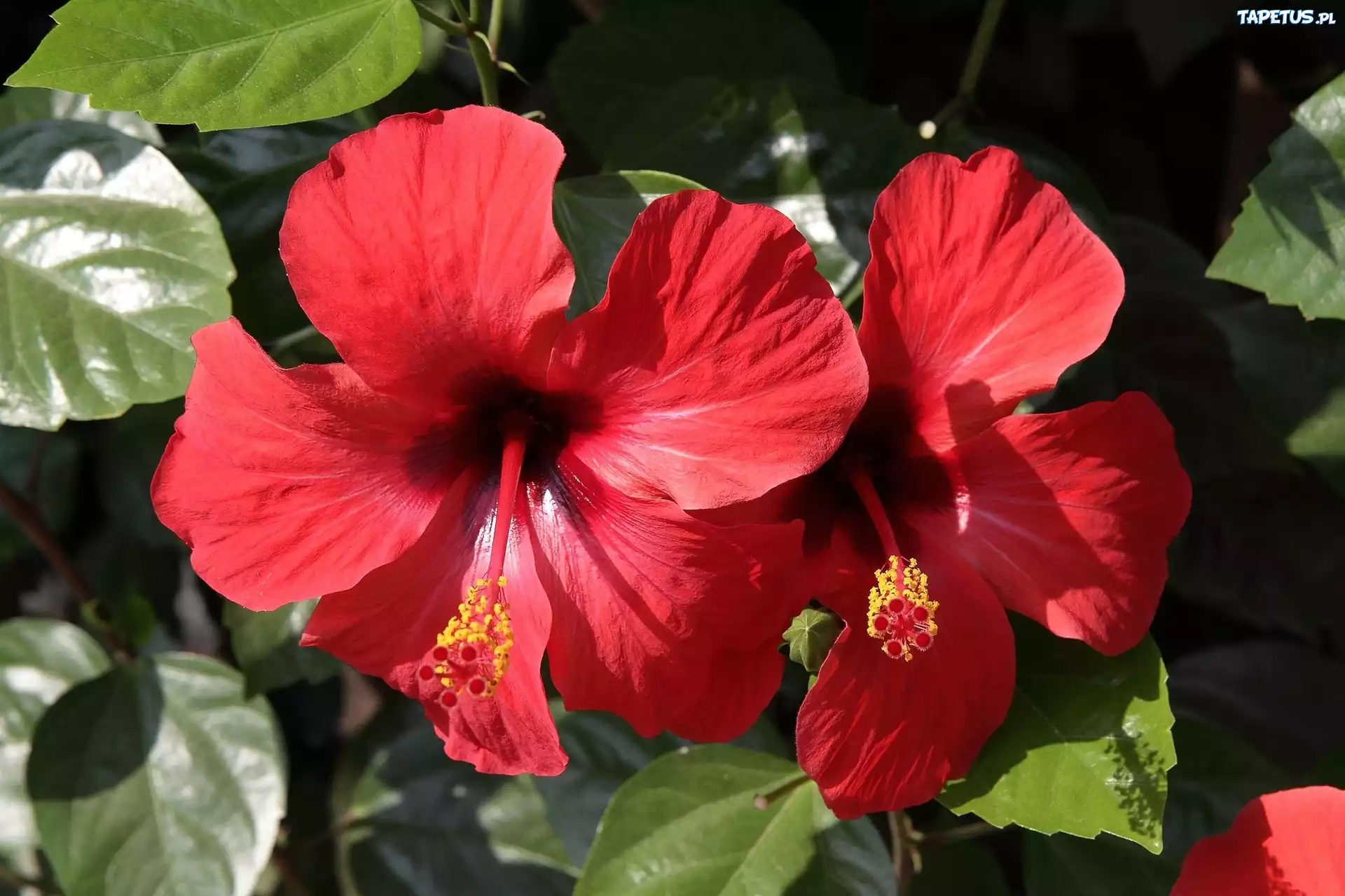 Czerwony, Hibiskus
