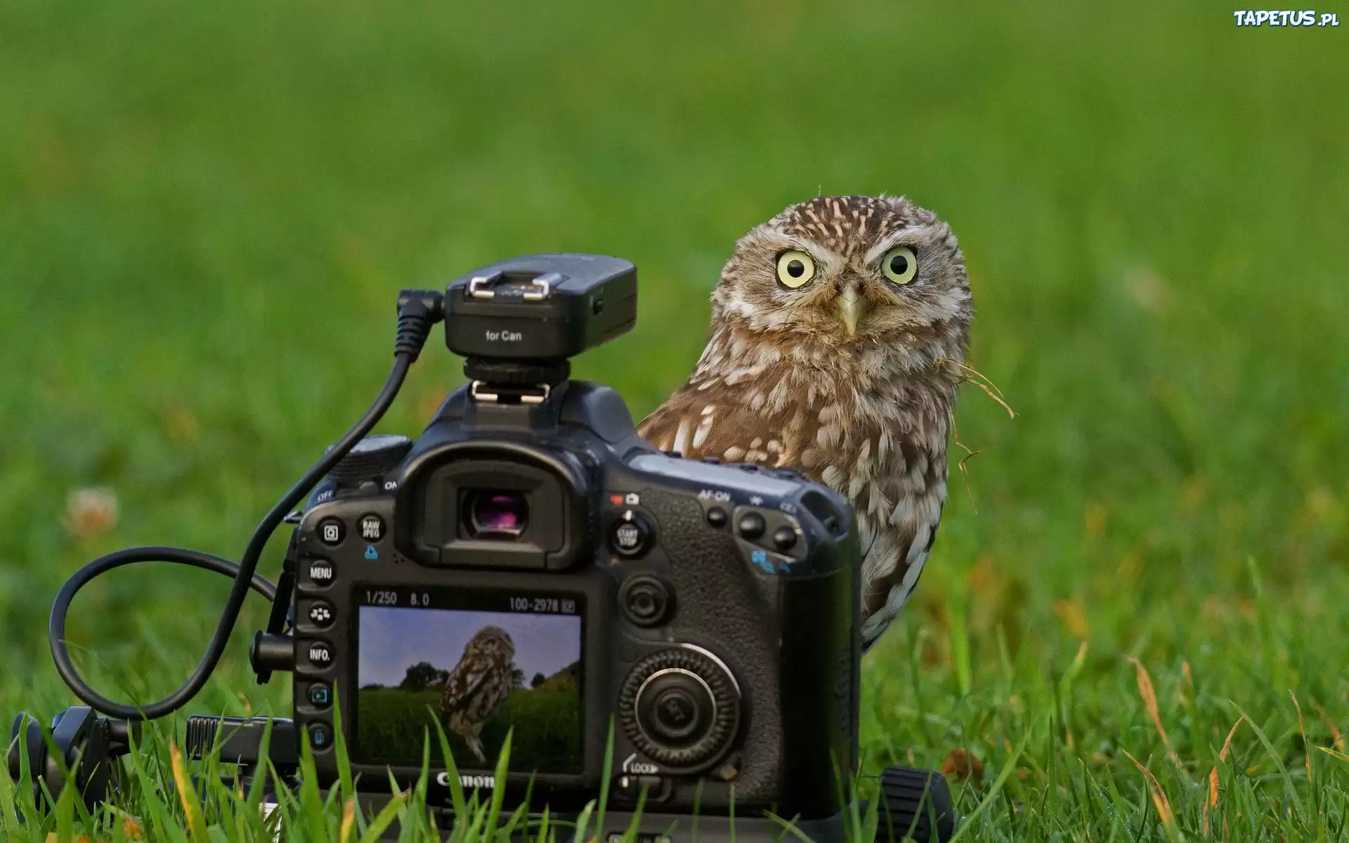 Sowa, Łąka, Aparat, Fotograficzny