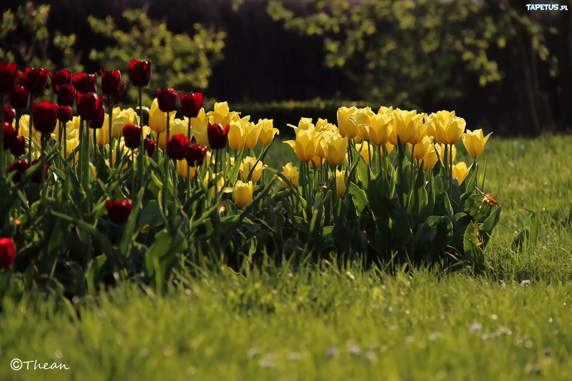 Żółte, Czerwone, Tulipany