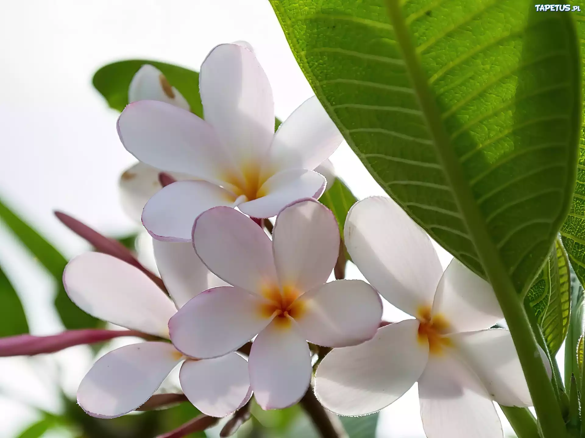 Plumeria, Białe, Kwiaty, Liść