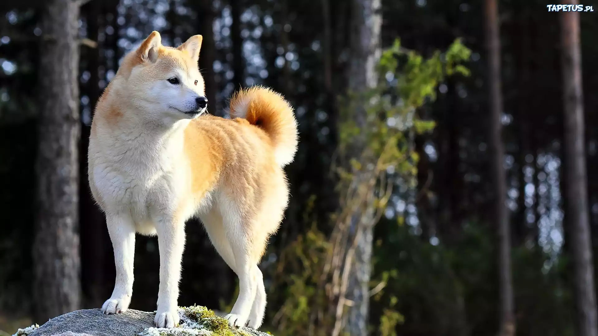 Pies, Akita, Inu, Drzewa