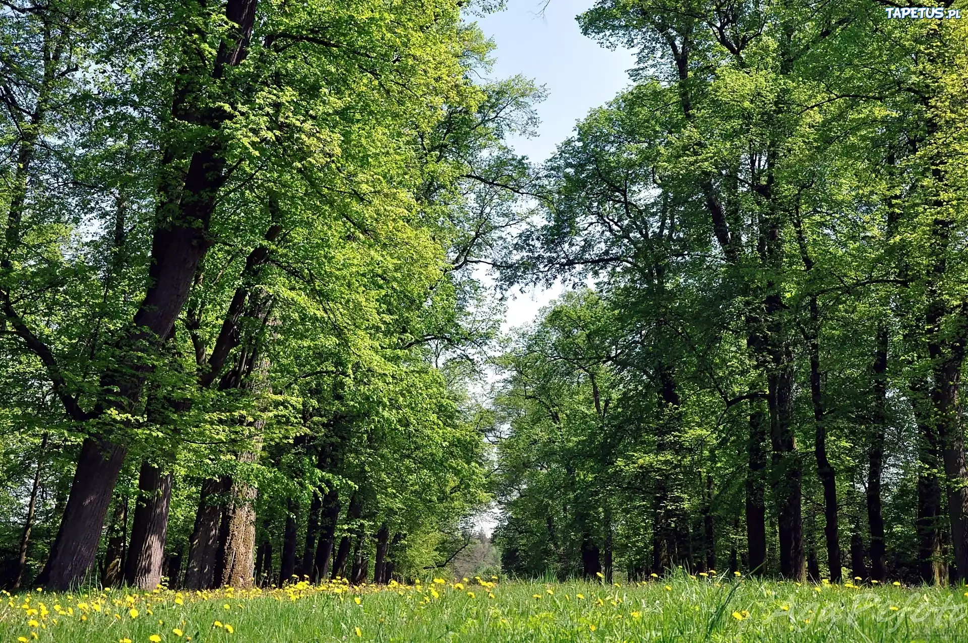 Las, Łąka, Kwitnący, Mniszek