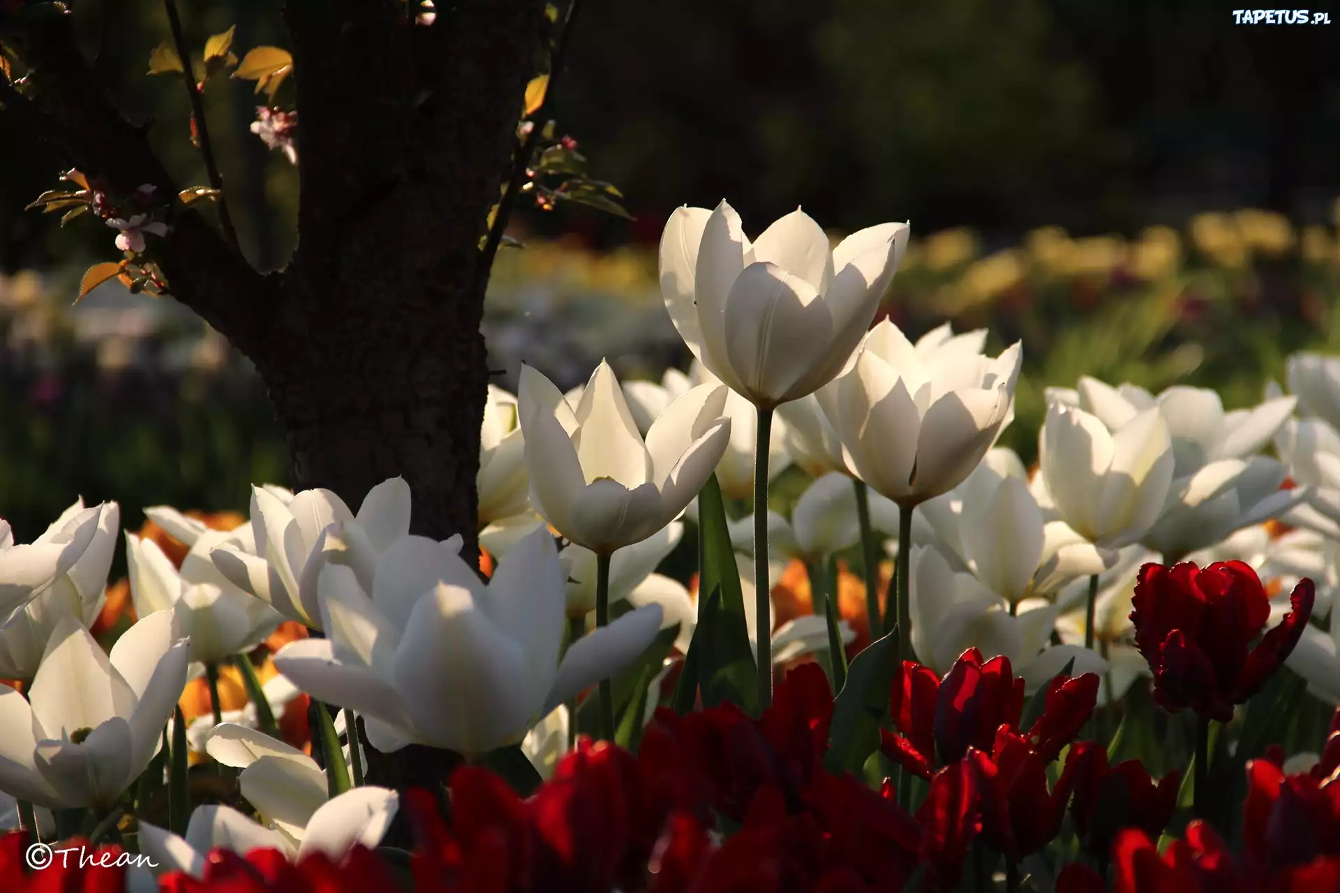 Białe, Czerwone, Tulipany, Drzewo