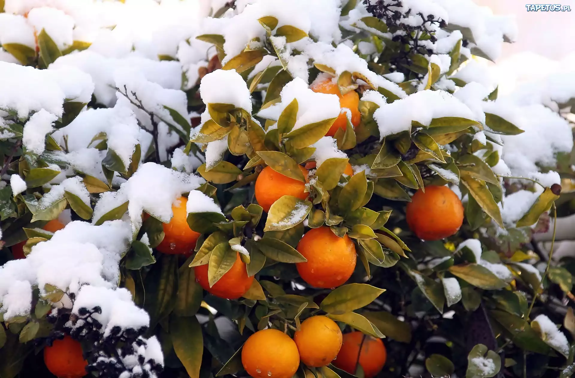 Drzewko, Pomarańczowe, Śnieg