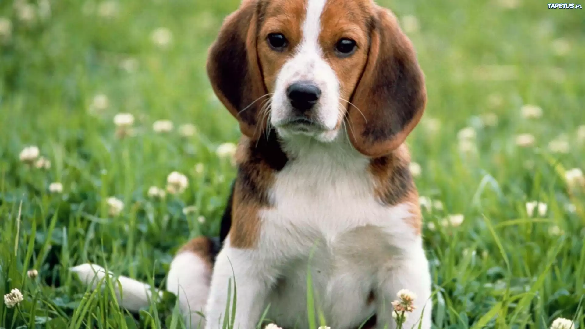Szczeniak, Beagle, Łąka